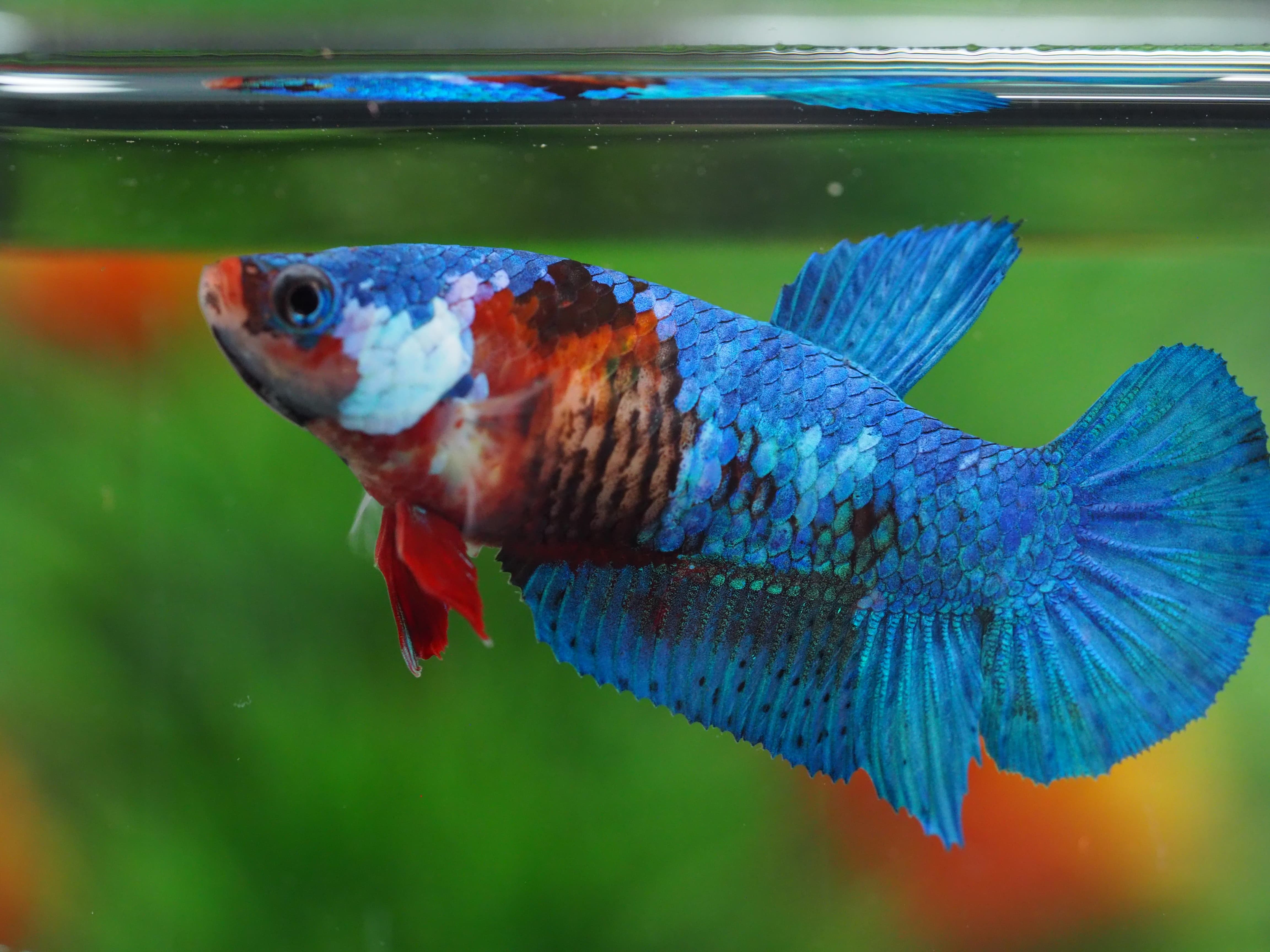HMPK KOI GALAXY FEMALE GRADE A+++