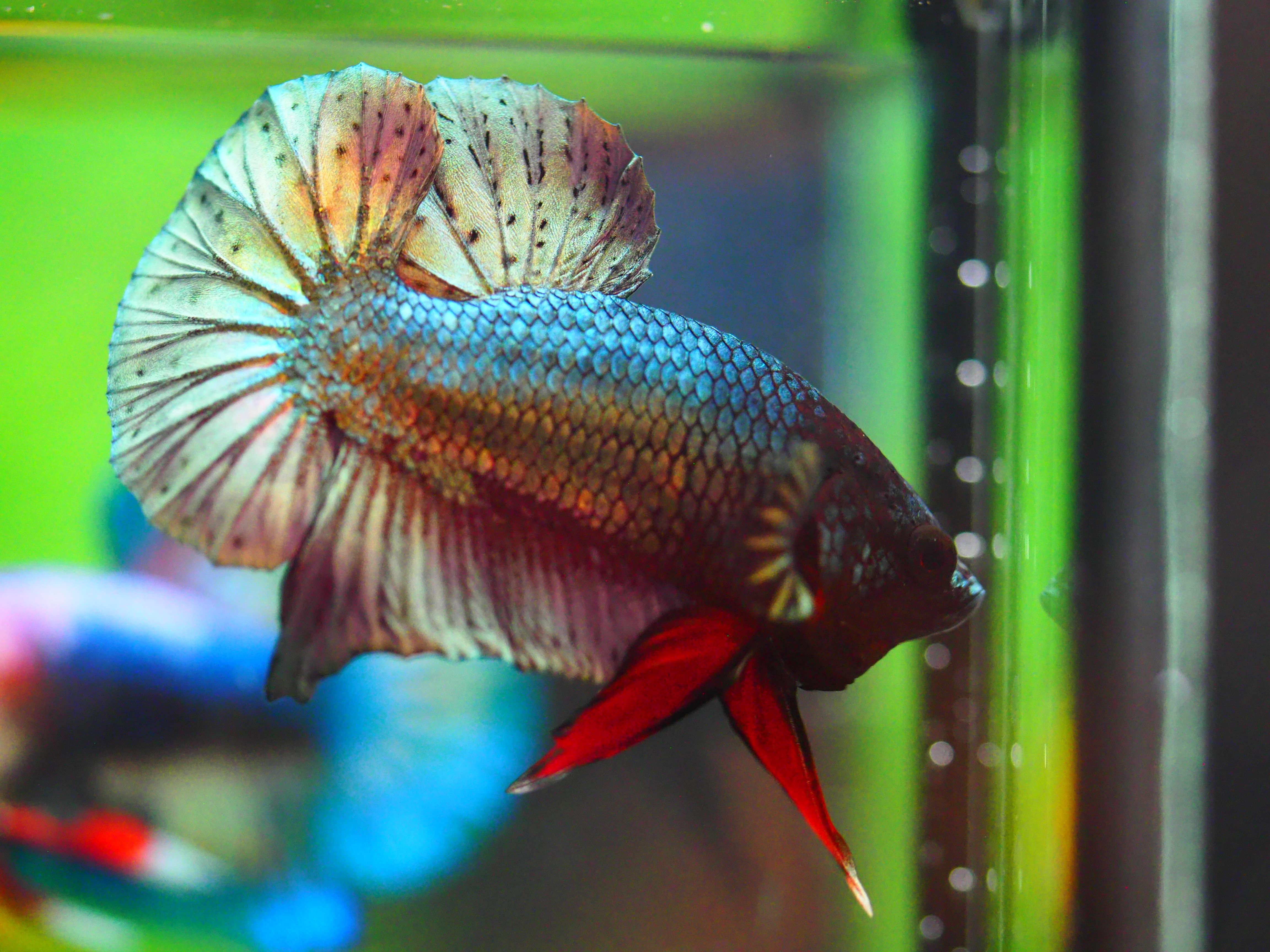 HMPK COPPER MALE GRADE A +++