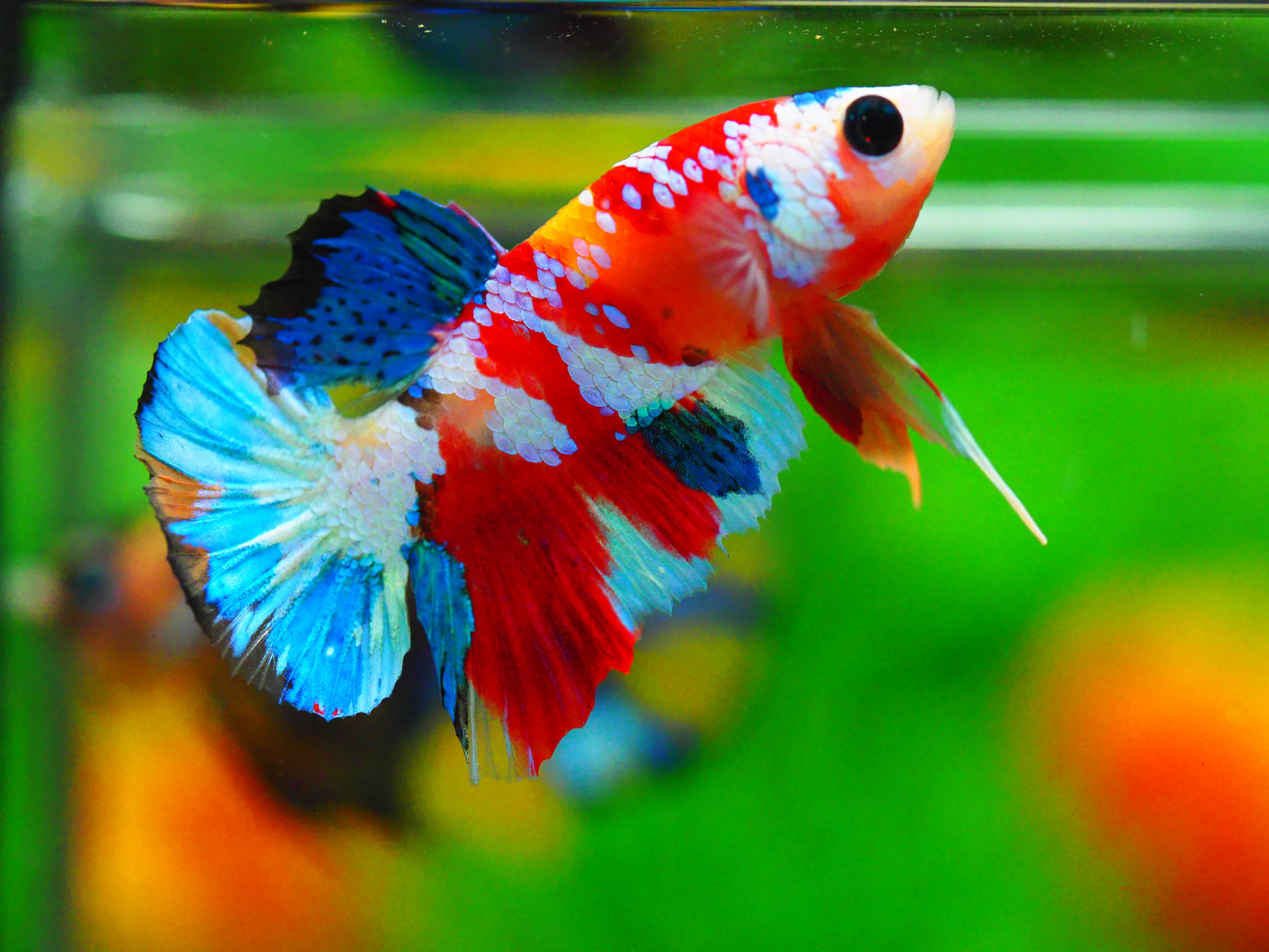 HMPK KOI GALAXY MALE GRADE A +++