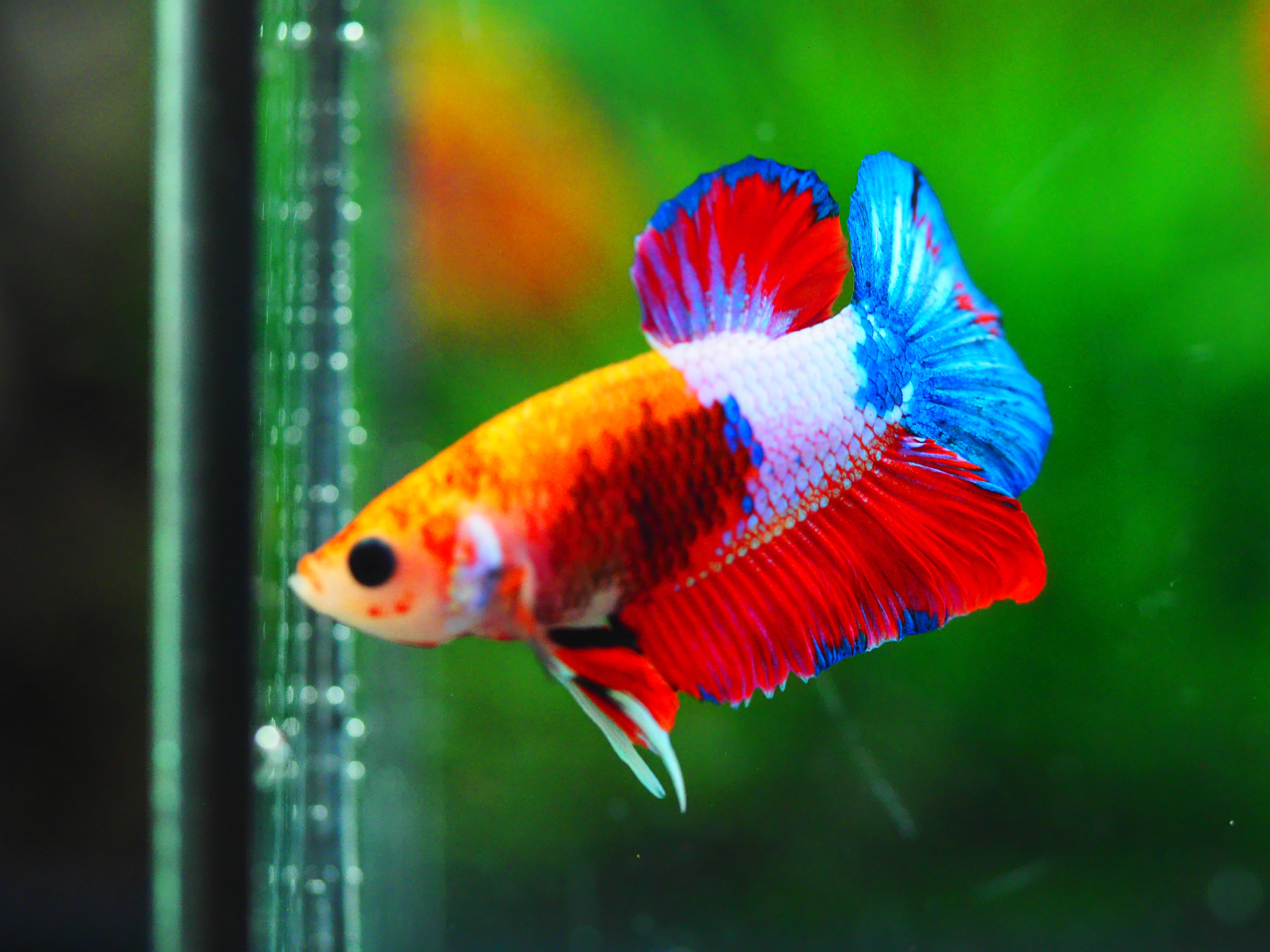 HMPK KOI GALAXY MALE GRADE A++