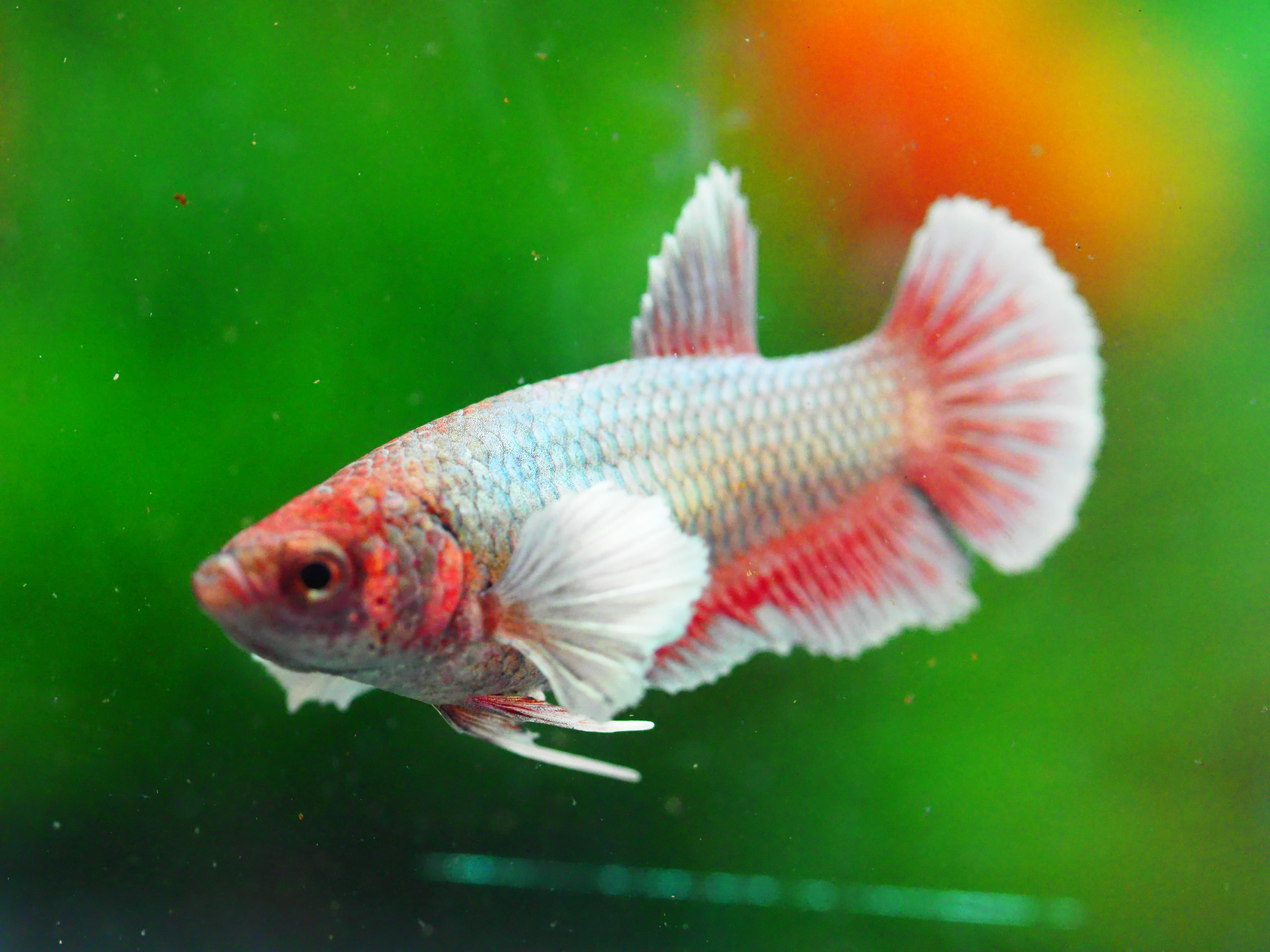 HMPK DUMBO FNMALE GRADE A +++