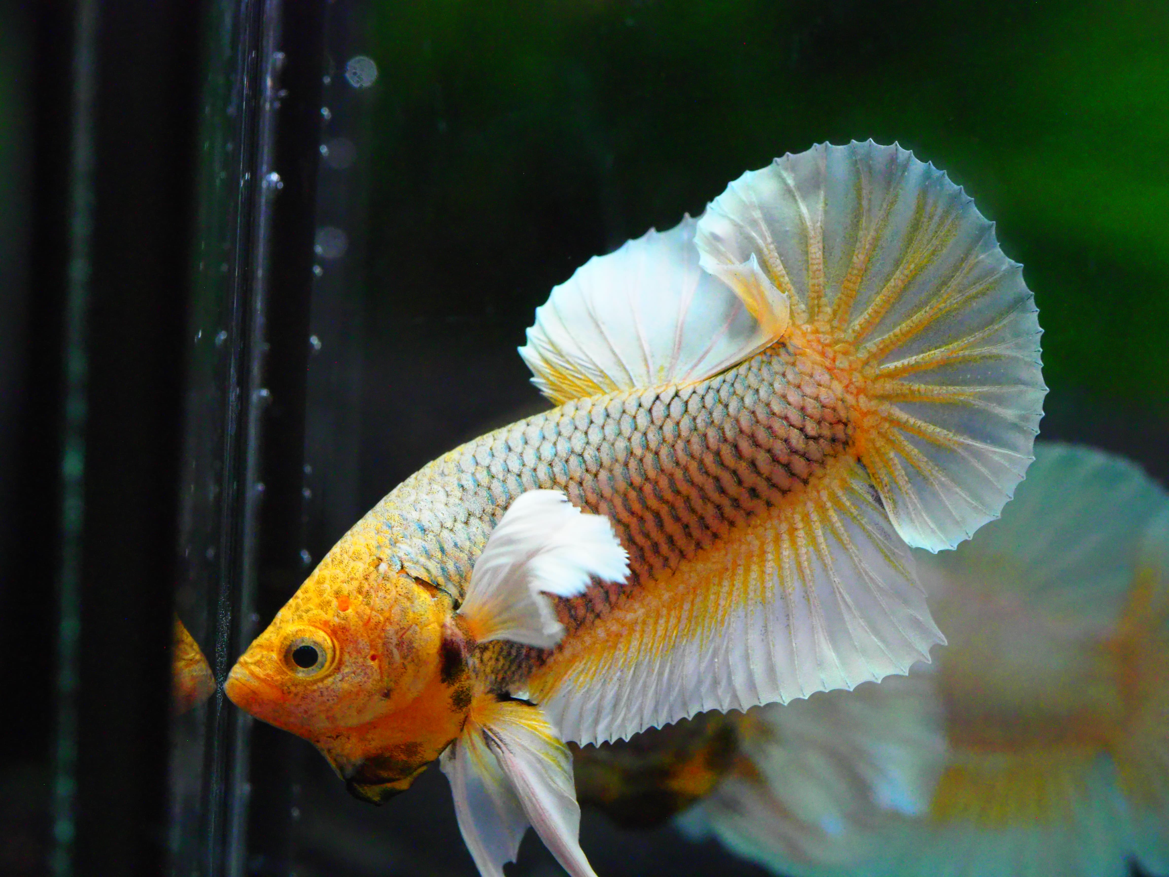 HMPK DUMBO MALE GRADE A +++