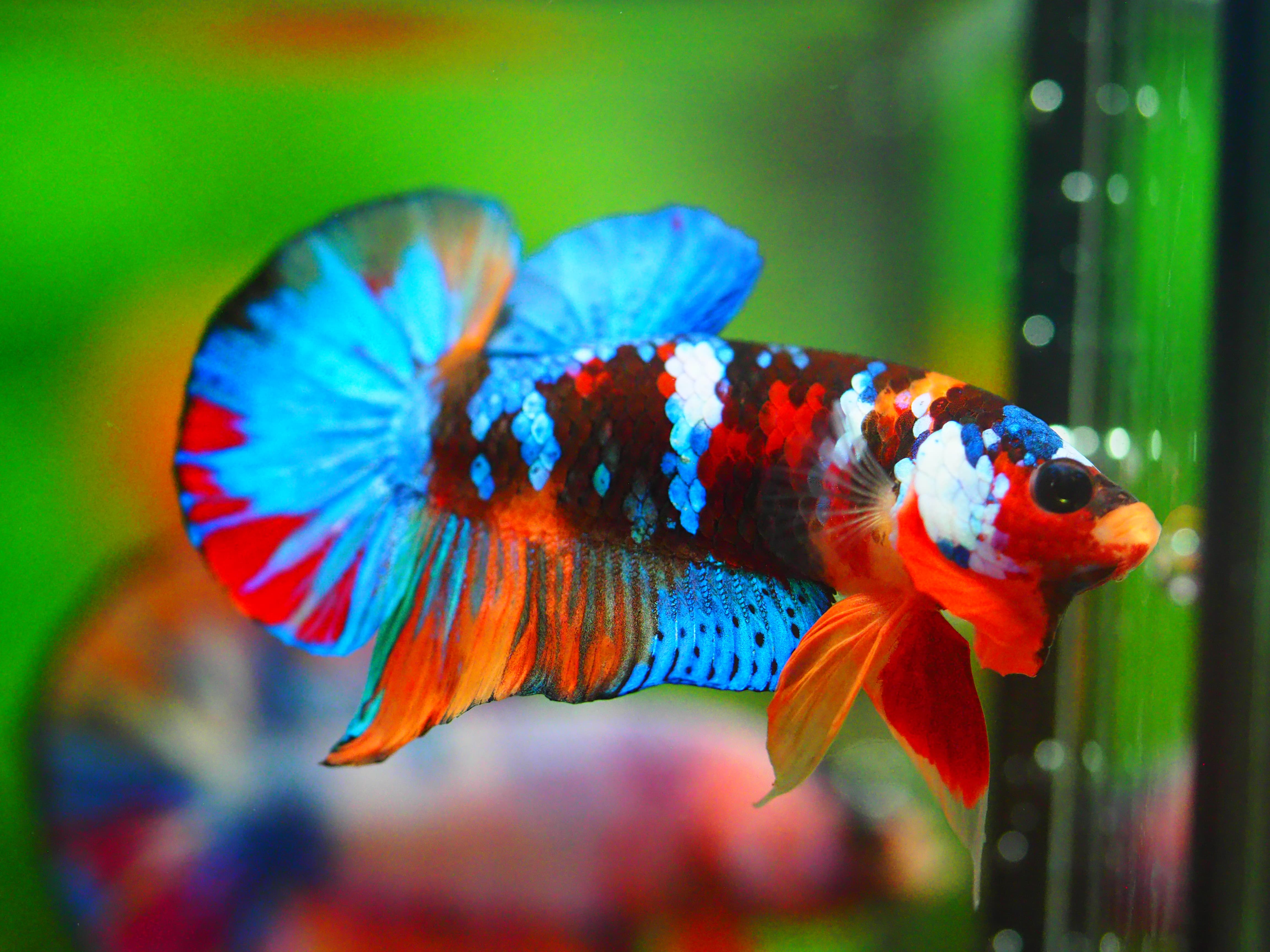 HMPK NEMO GALAXY MALE GRADE A +++