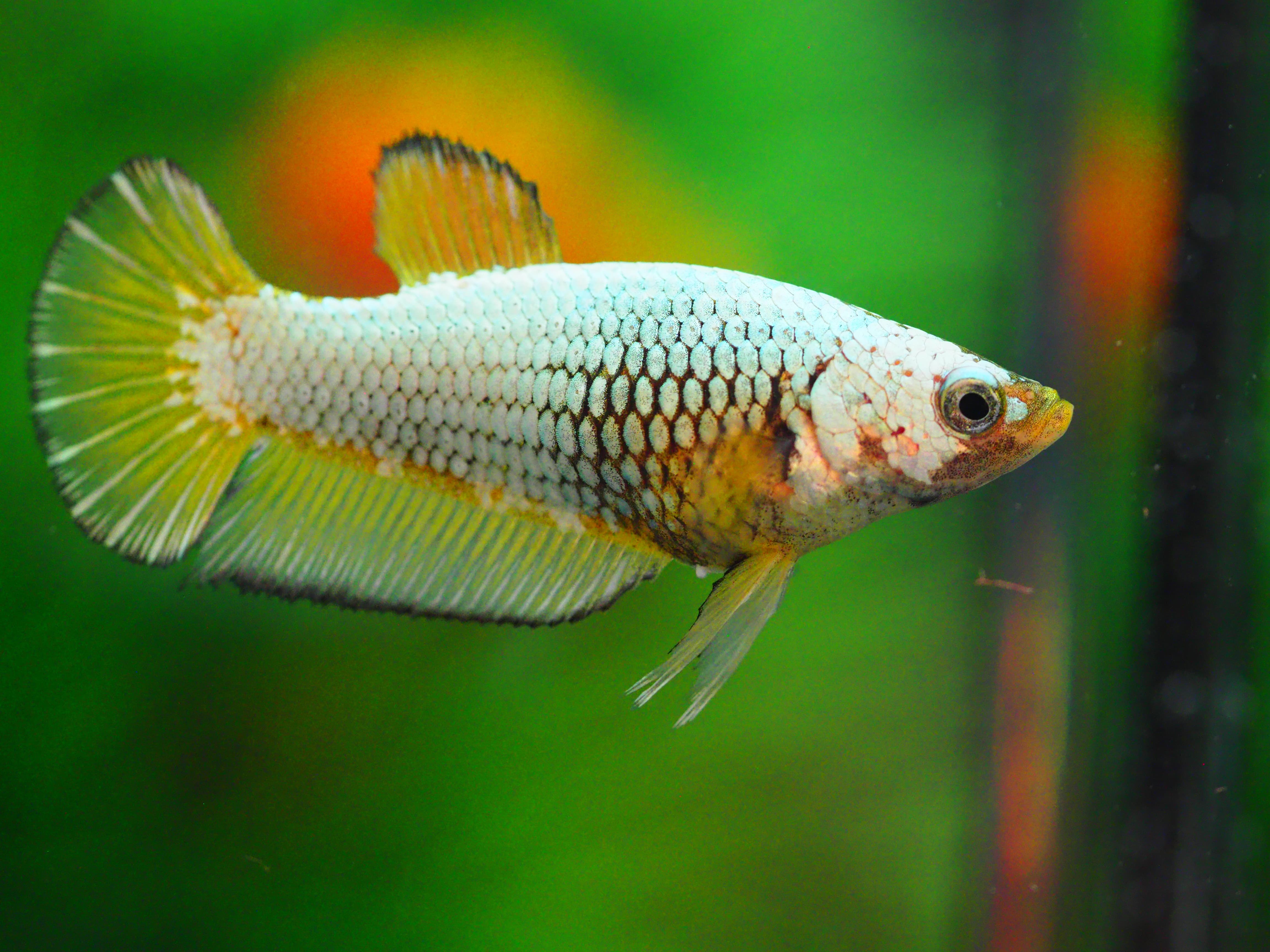 HMPK FANCY GRADE A++ FEMALE
