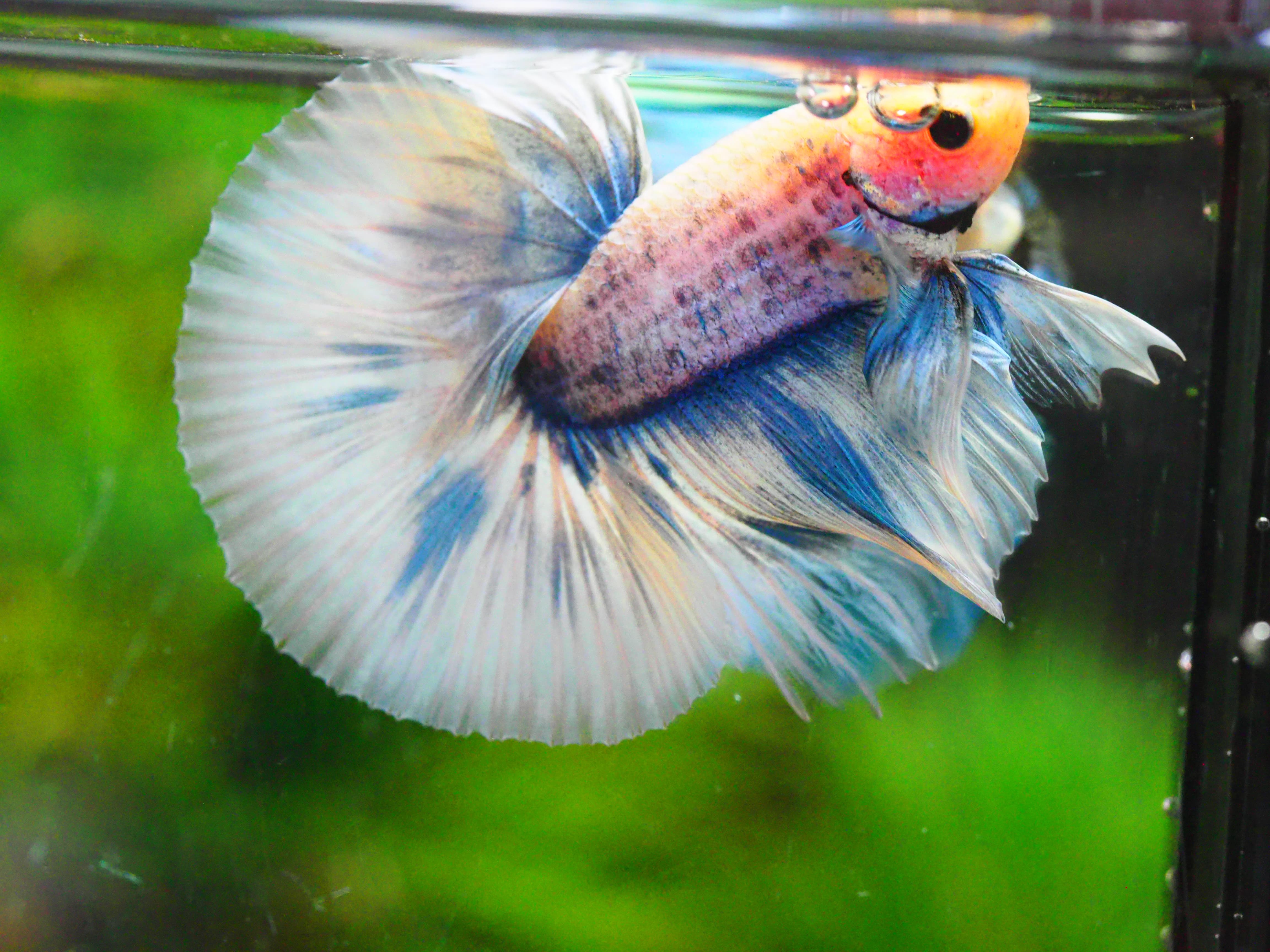 HM FANCY MALE GRADE A +++