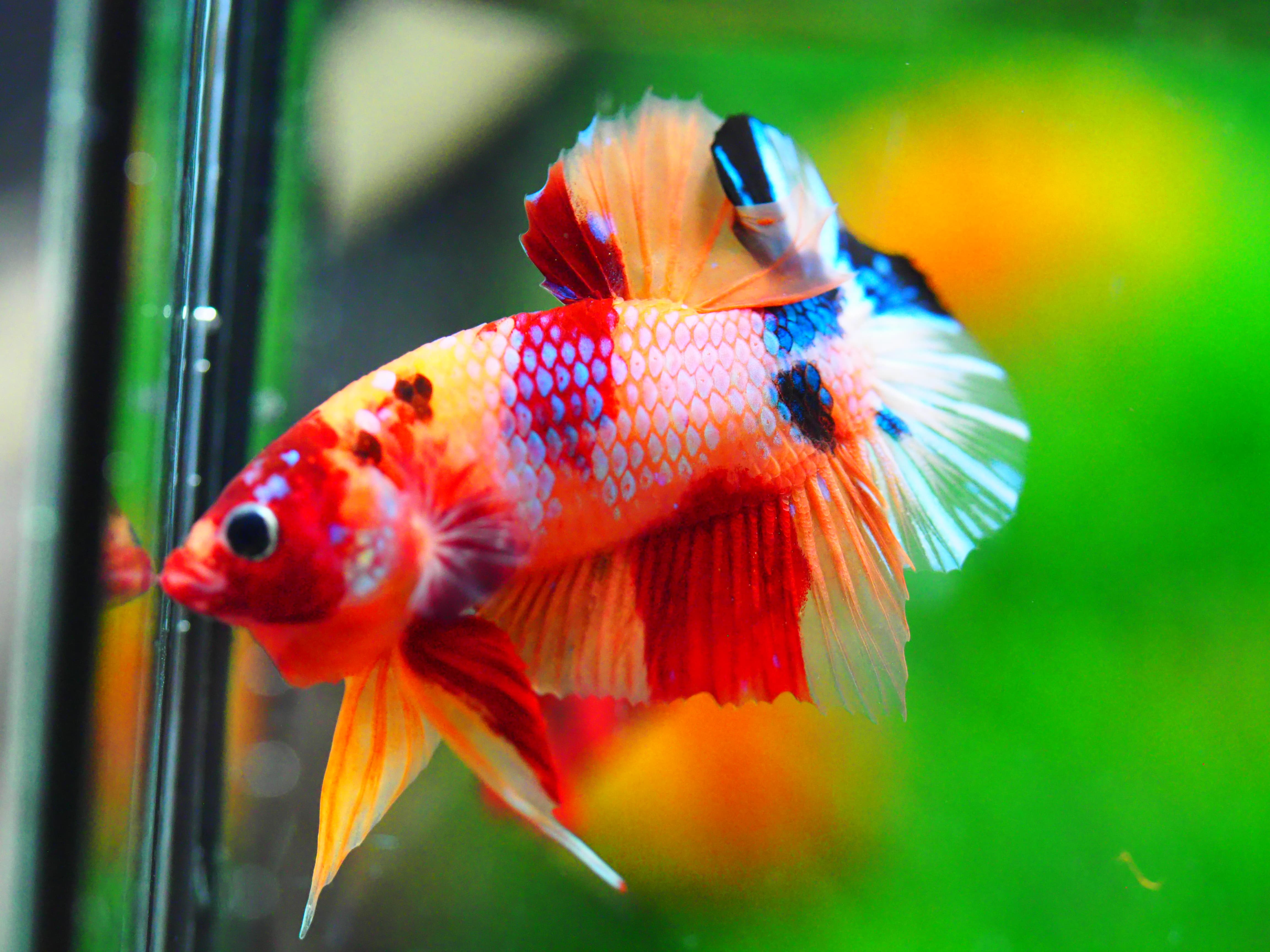 HMPK NEMO GALAXY MALE GRADE A +++