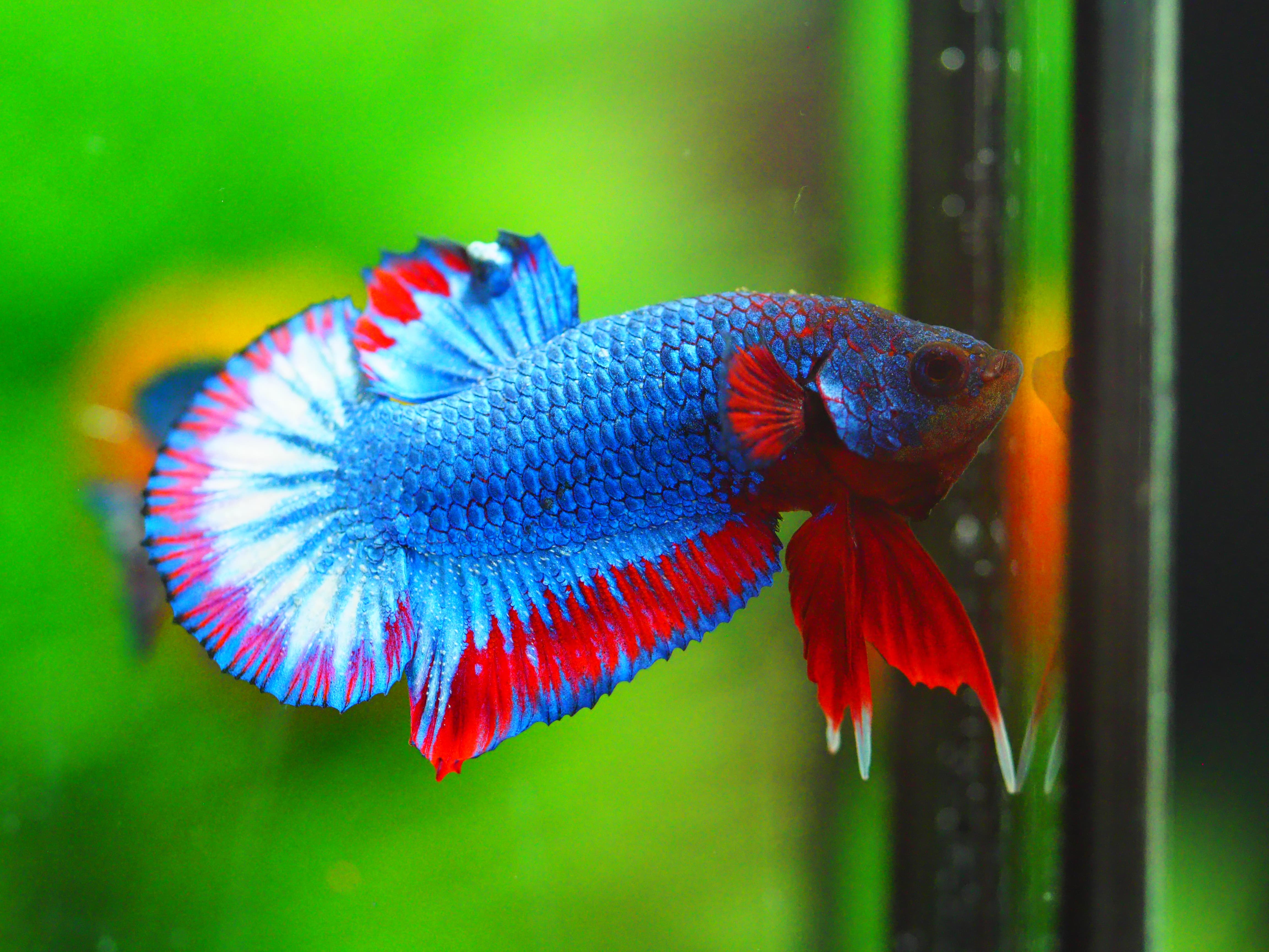 HMPK THAILAND MALE GRADE A +++
