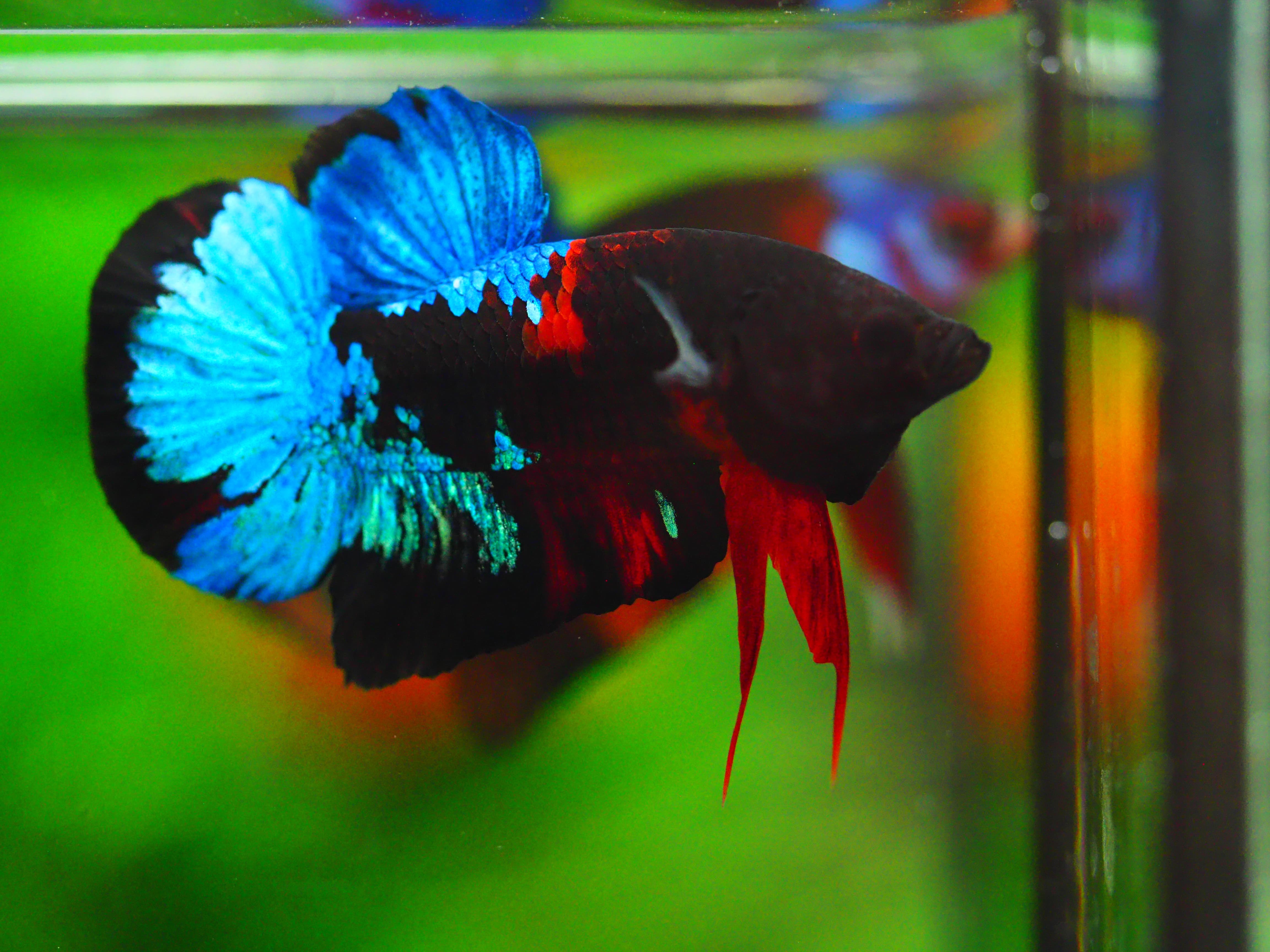 HMPK KOI GALAXY MALE GRADE A +++