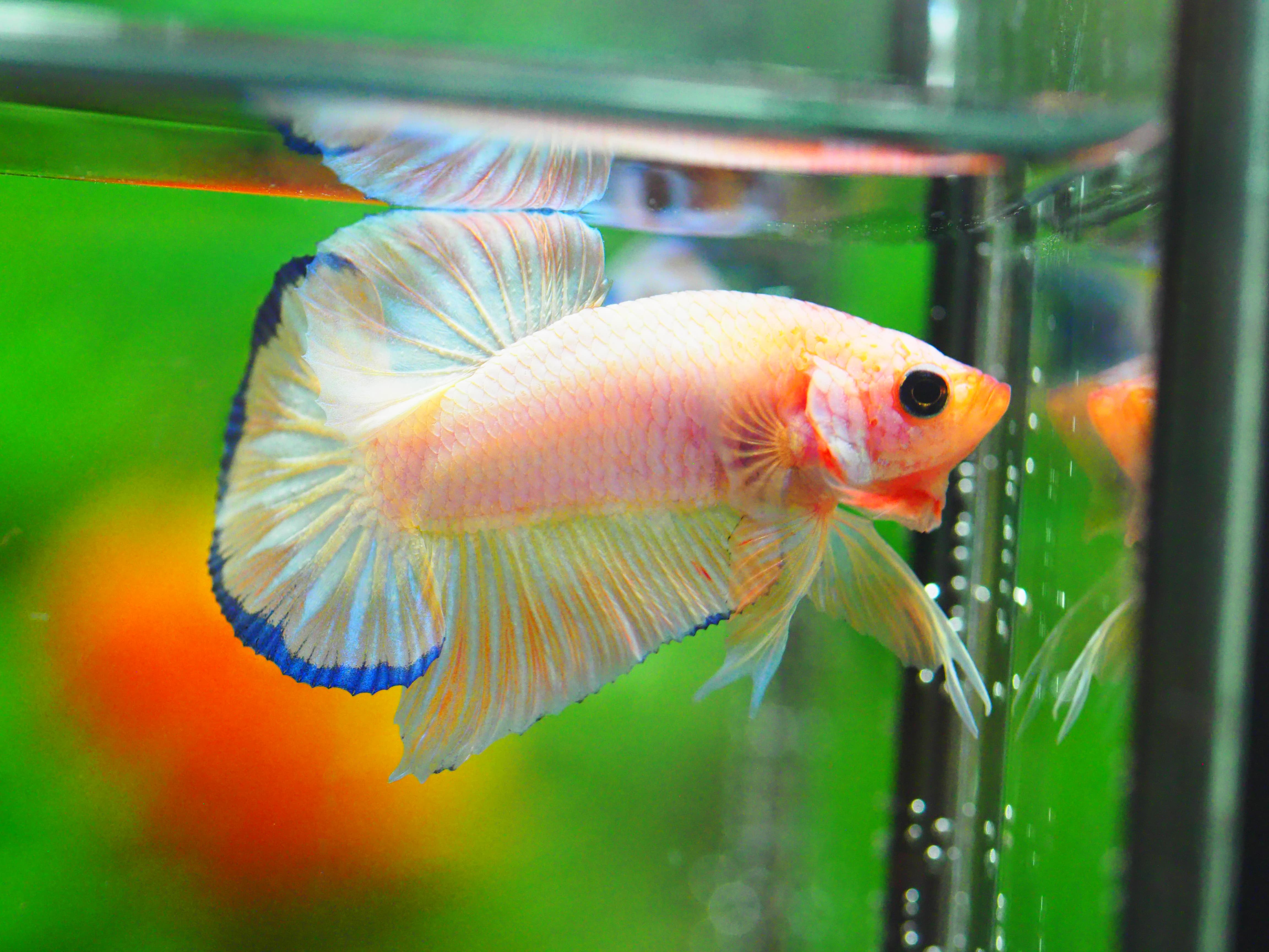 HMPK FANCY MALE GRADE A +++