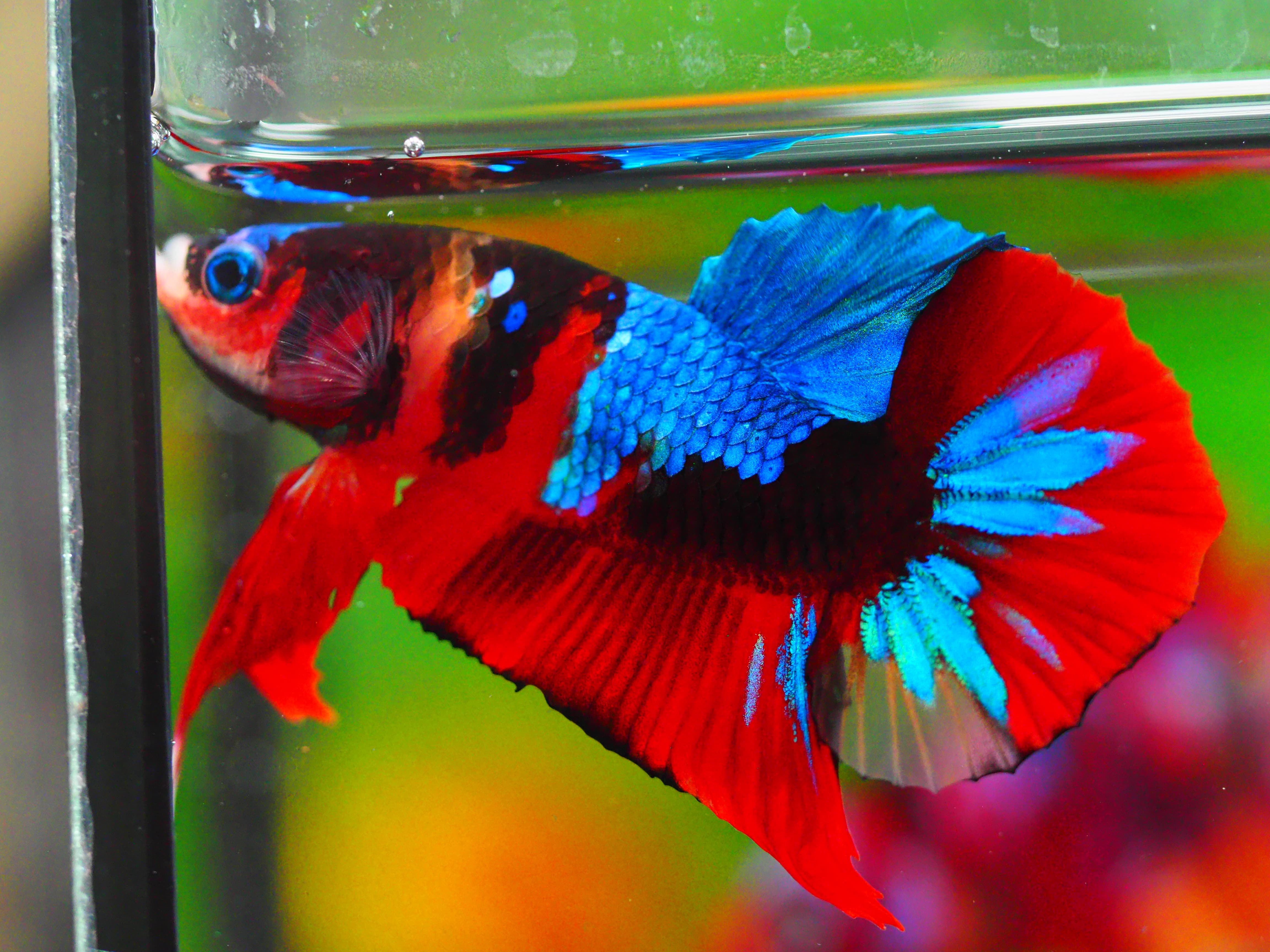 HMPK KOI GALAXY MALE GRADE A +++