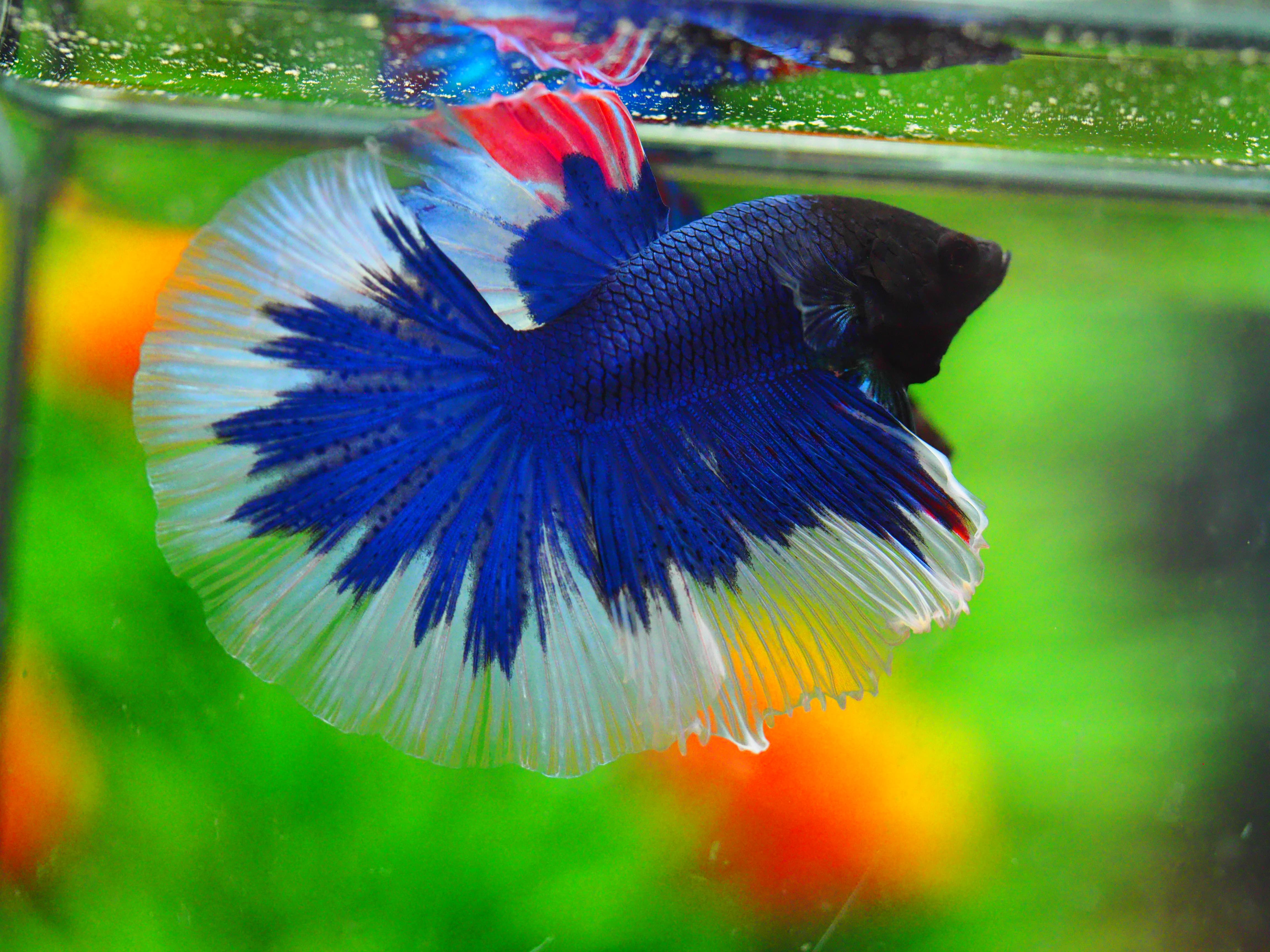 HM FANCY MALE GRADE A +++