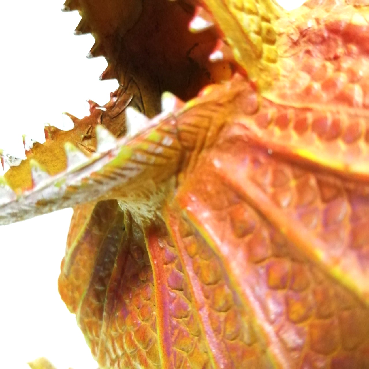 งานพลาสติกอ่อน งานไทยเก่า จากภาพยนตร์ไทย กิ้งก่ากายสิทธิ์ ผลงาน ไชโยภาพยนตร์ ขนาดใหญ่ 7.5 - 8นิ้ว รุ่นแผงคอสีแดง หายากมาก ไม่พบบ่อย สภาพดี มีรอยบ้าง *** ขาดแผ่นกั้นเสียงในปาก