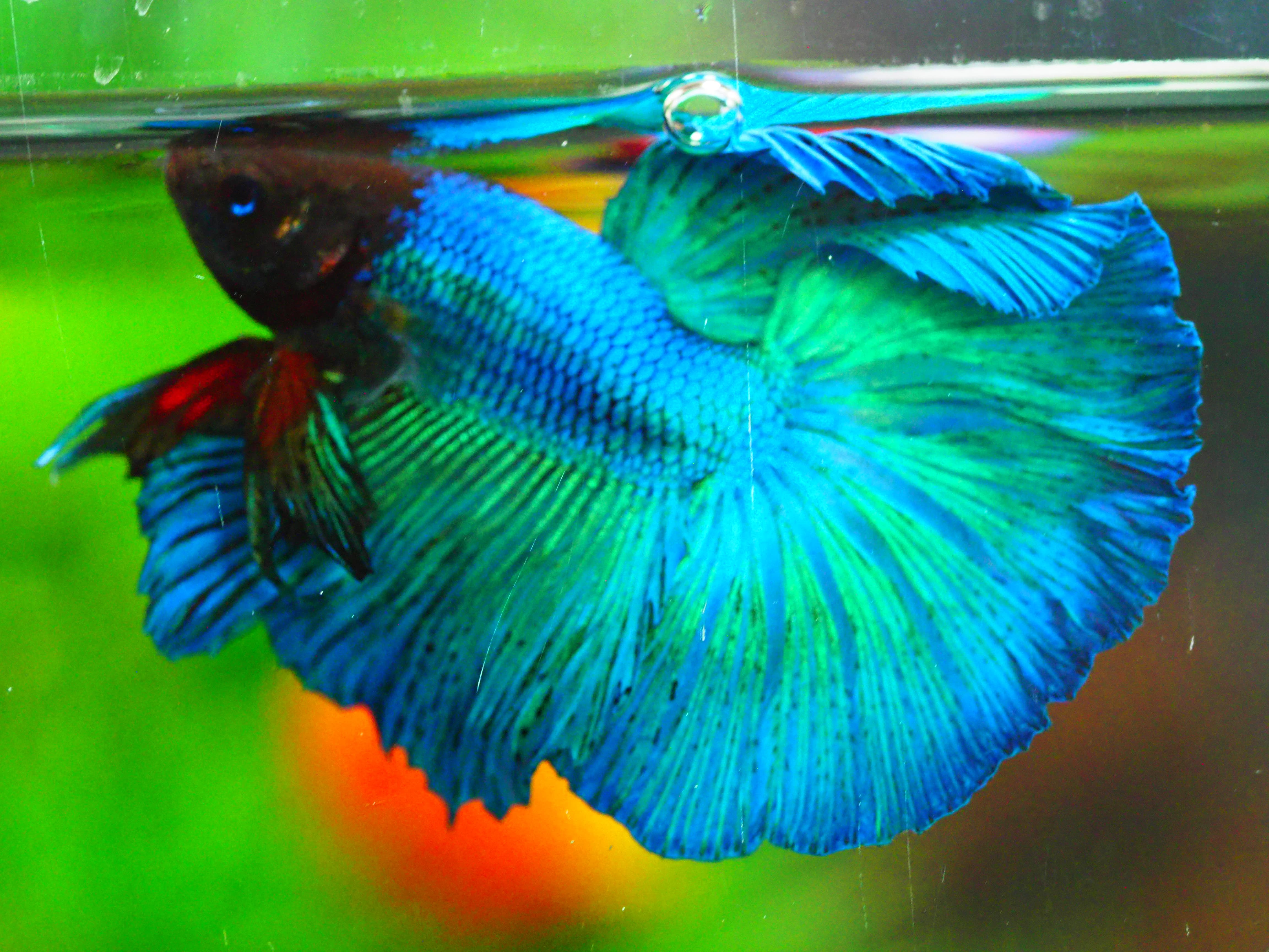 HM FANCY MALE GRADE A +++