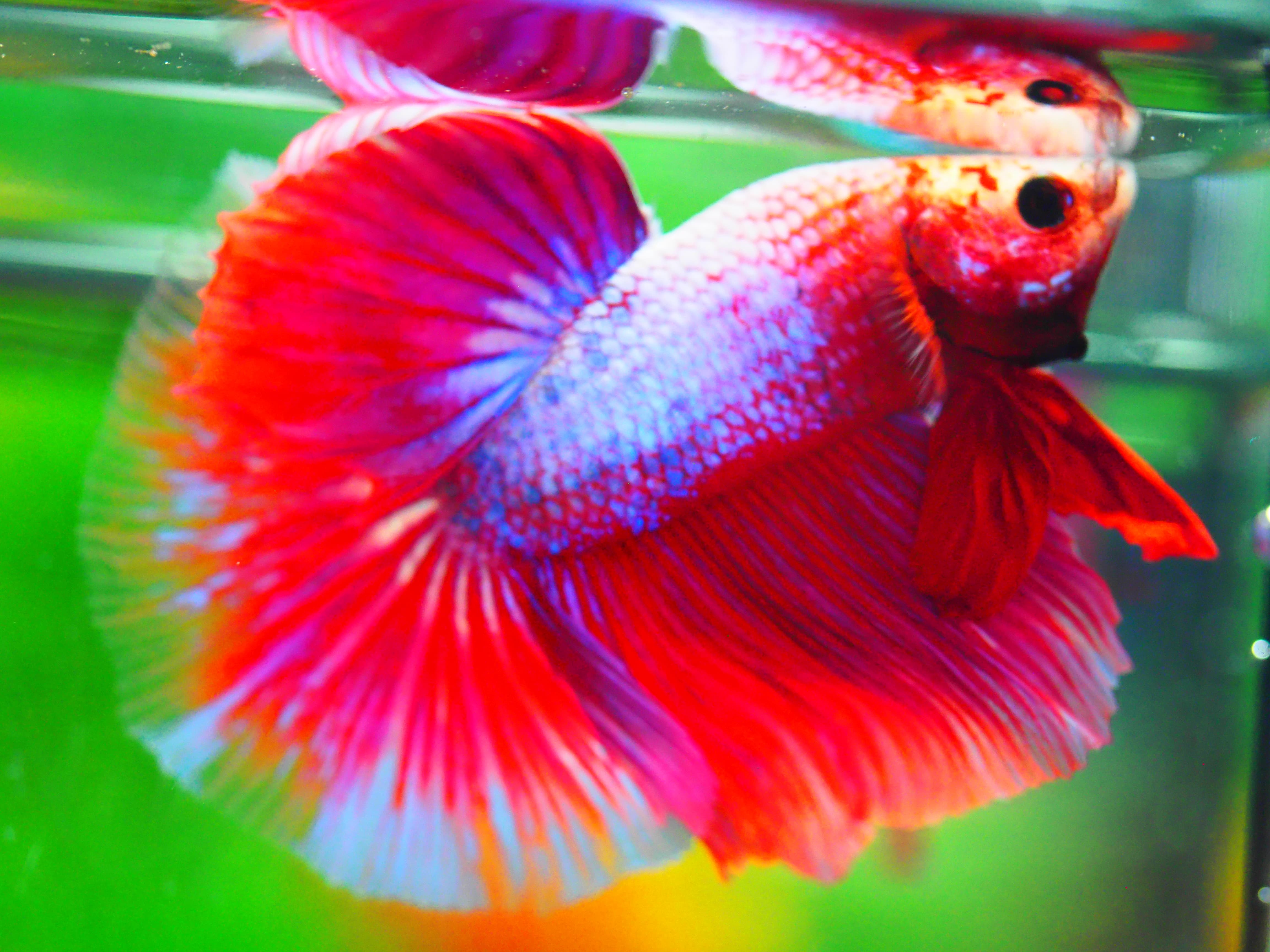 HM FANCY MALE GRADE A +++