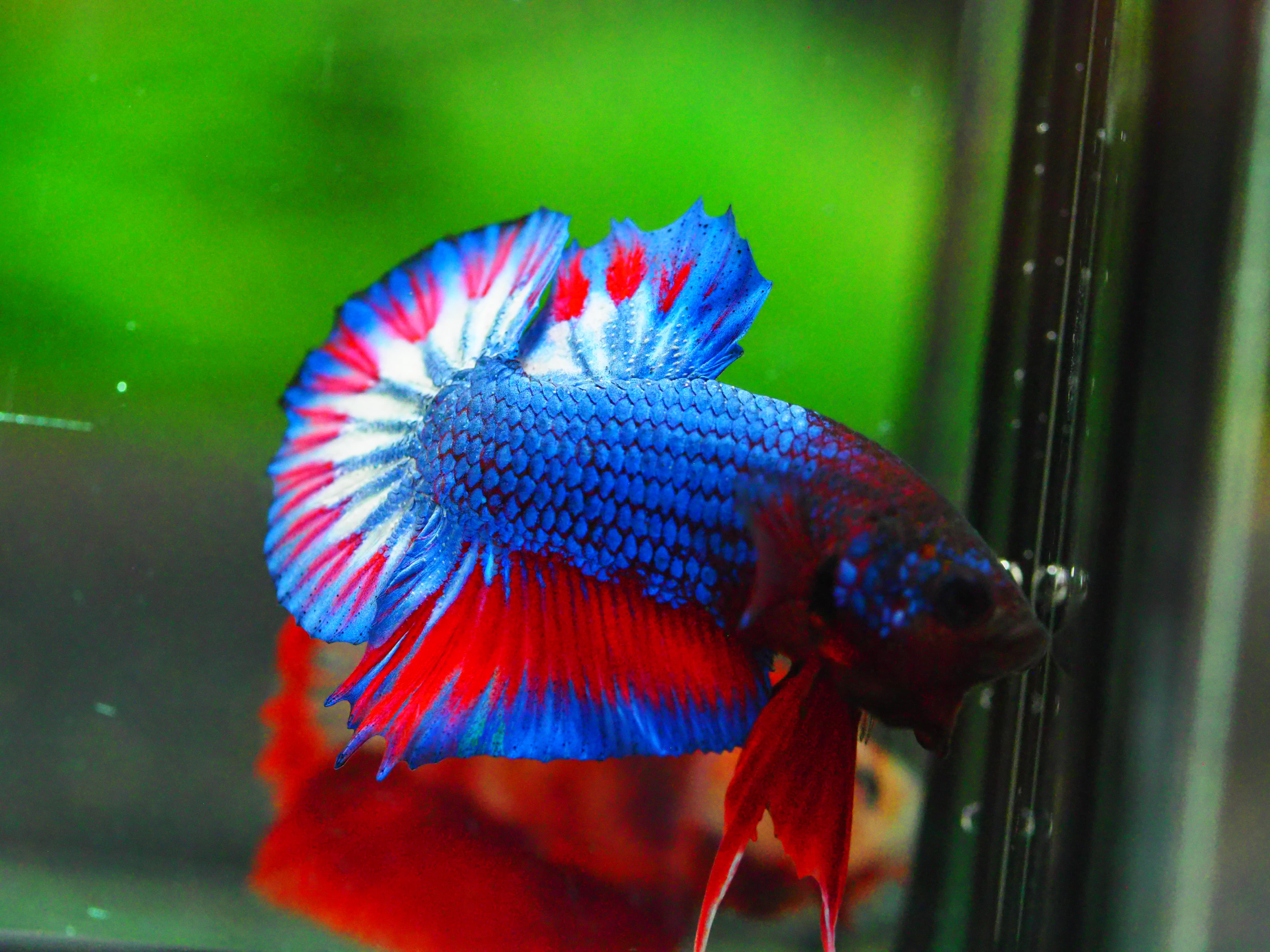 HMPK THAILAND MALE GRADE A +++