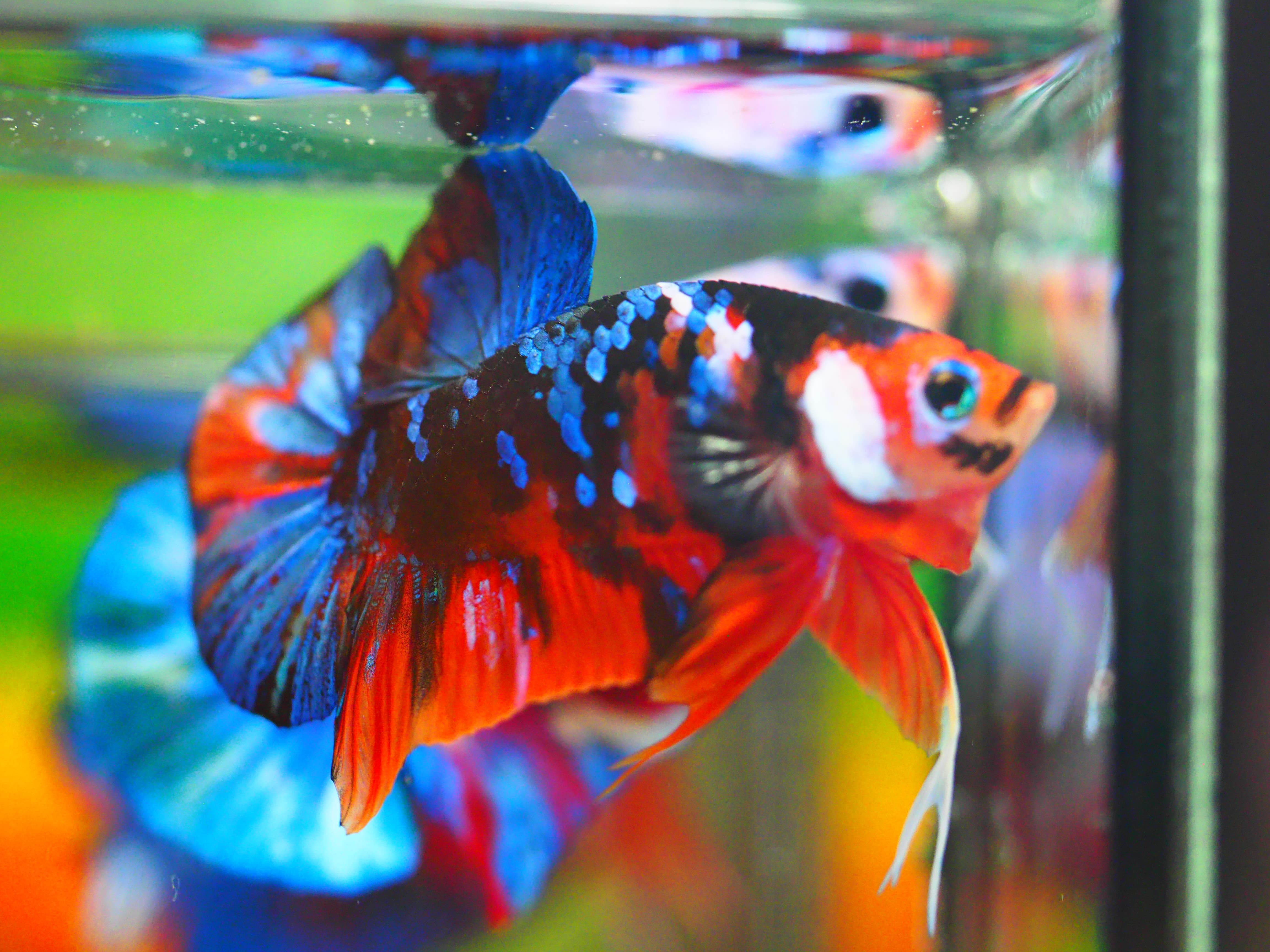 HMPK NEMO GALAXY MALE GRADE A +++