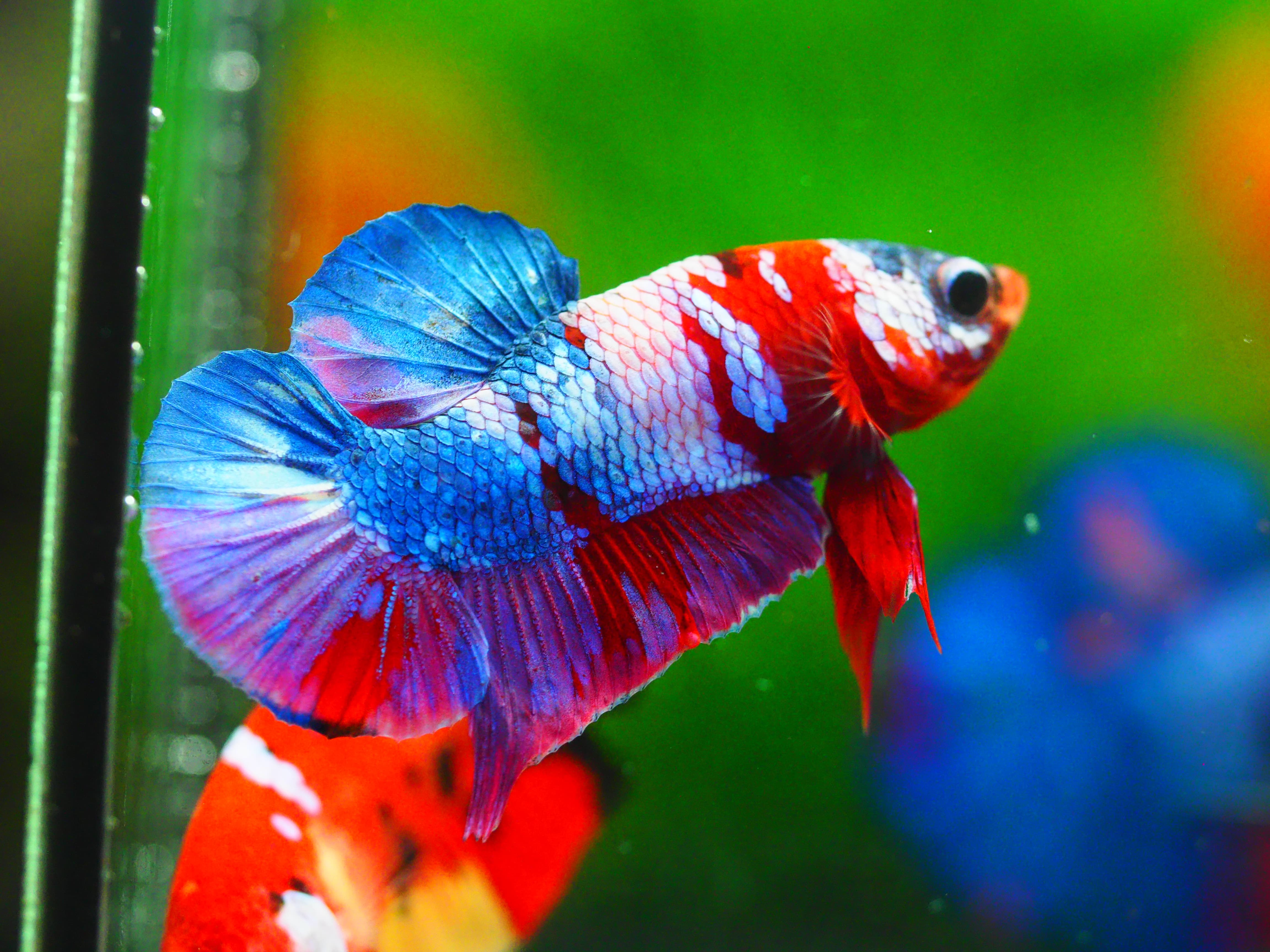 HMPK KOI GALAXY MALE GRADE A +++