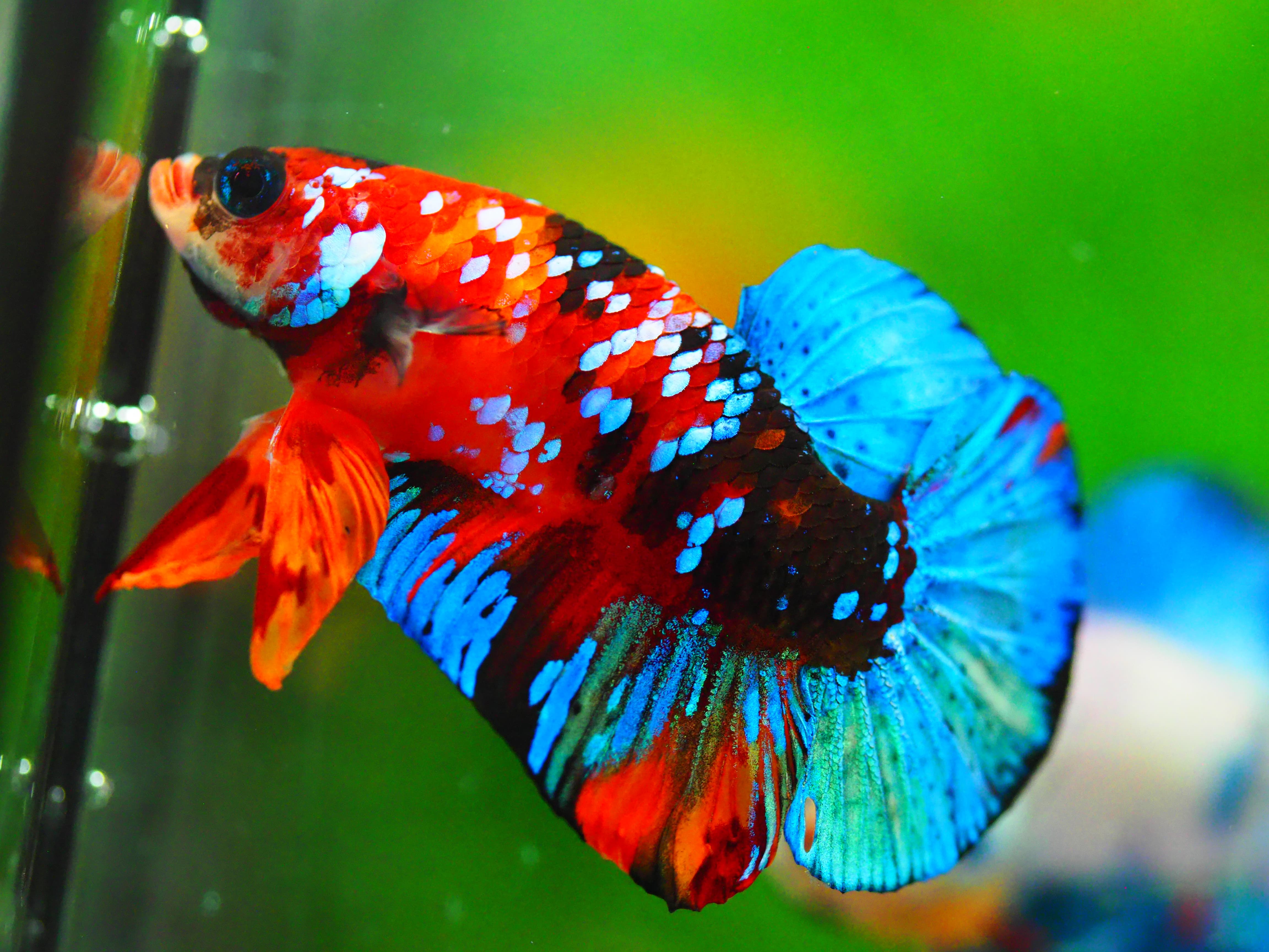 HMPK NEMO GALAXY MALE GRADE A +++