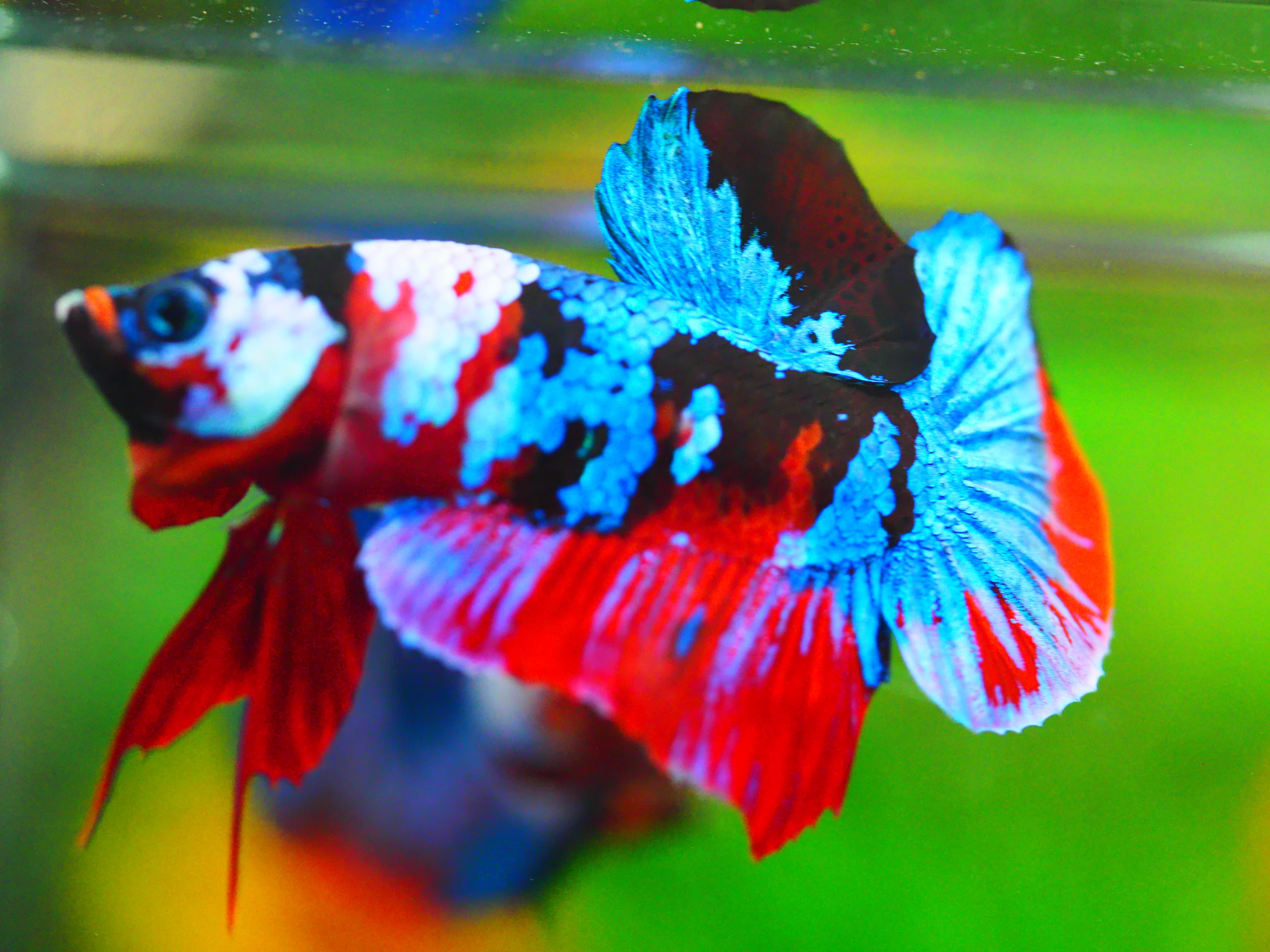 HMPK KOI GALAXY MALE GRADE A +++