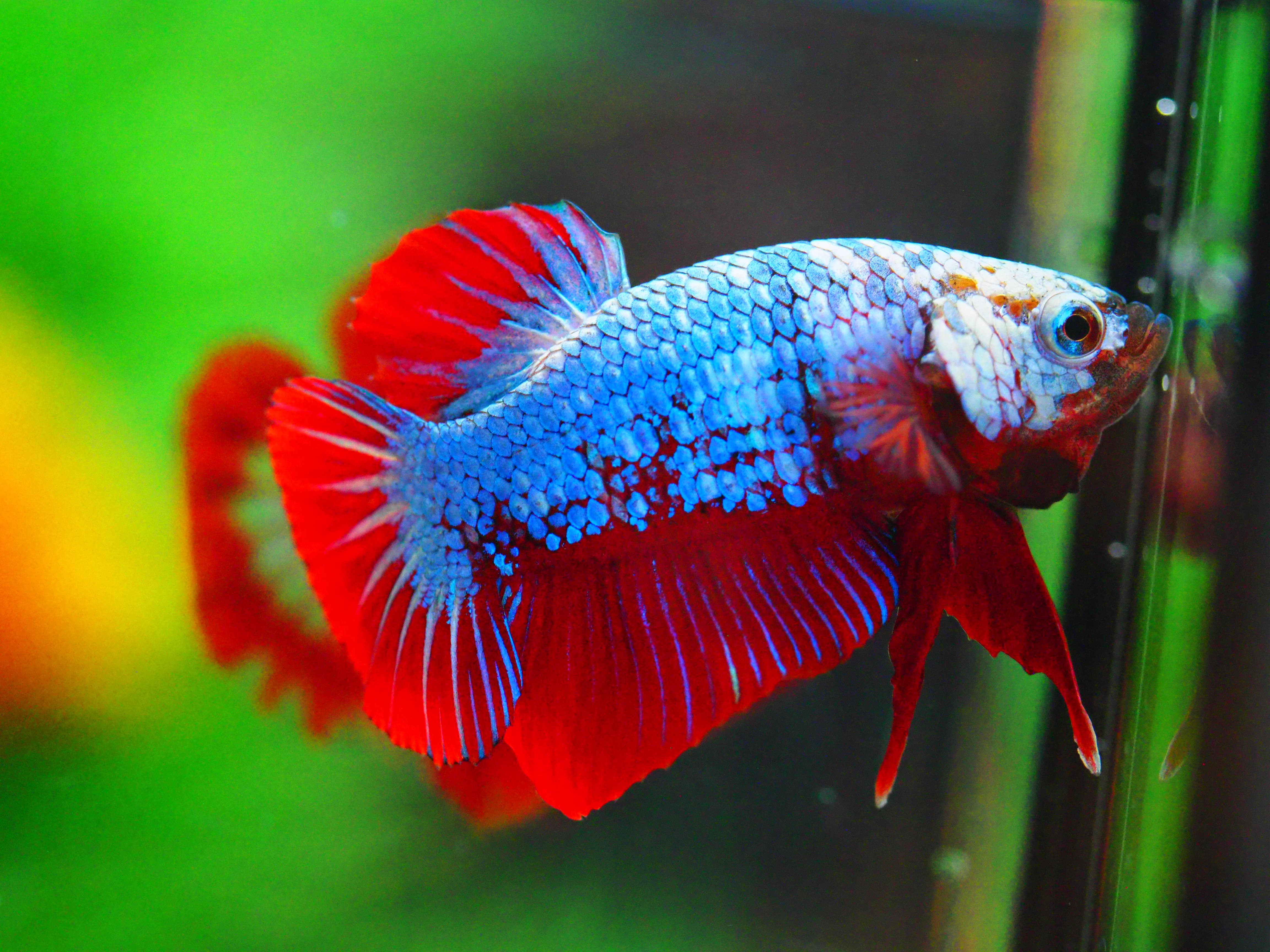 HMPK FANCY MALE GRADE A +++