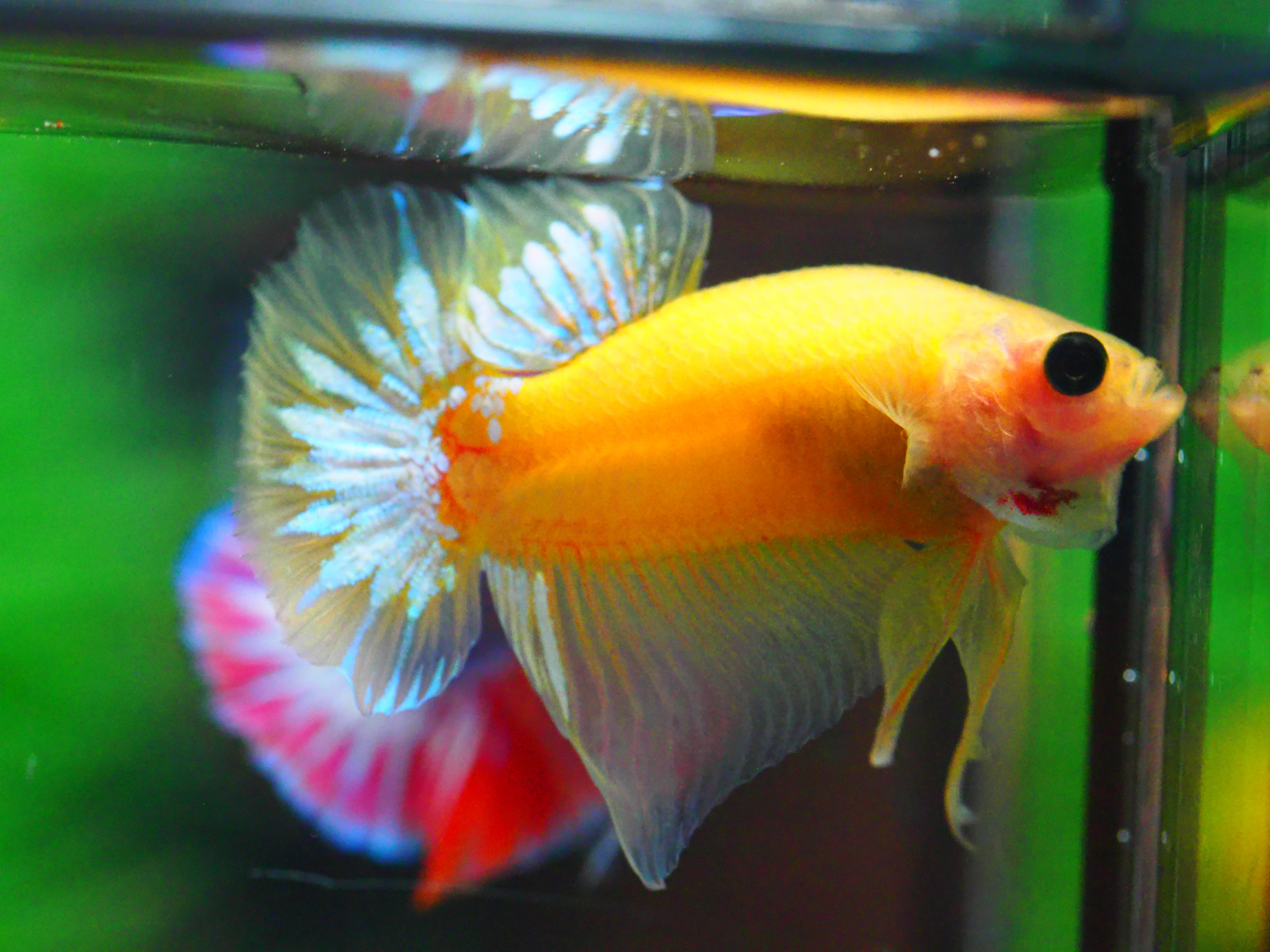 HMPK FANCY MALE GRADE A +++