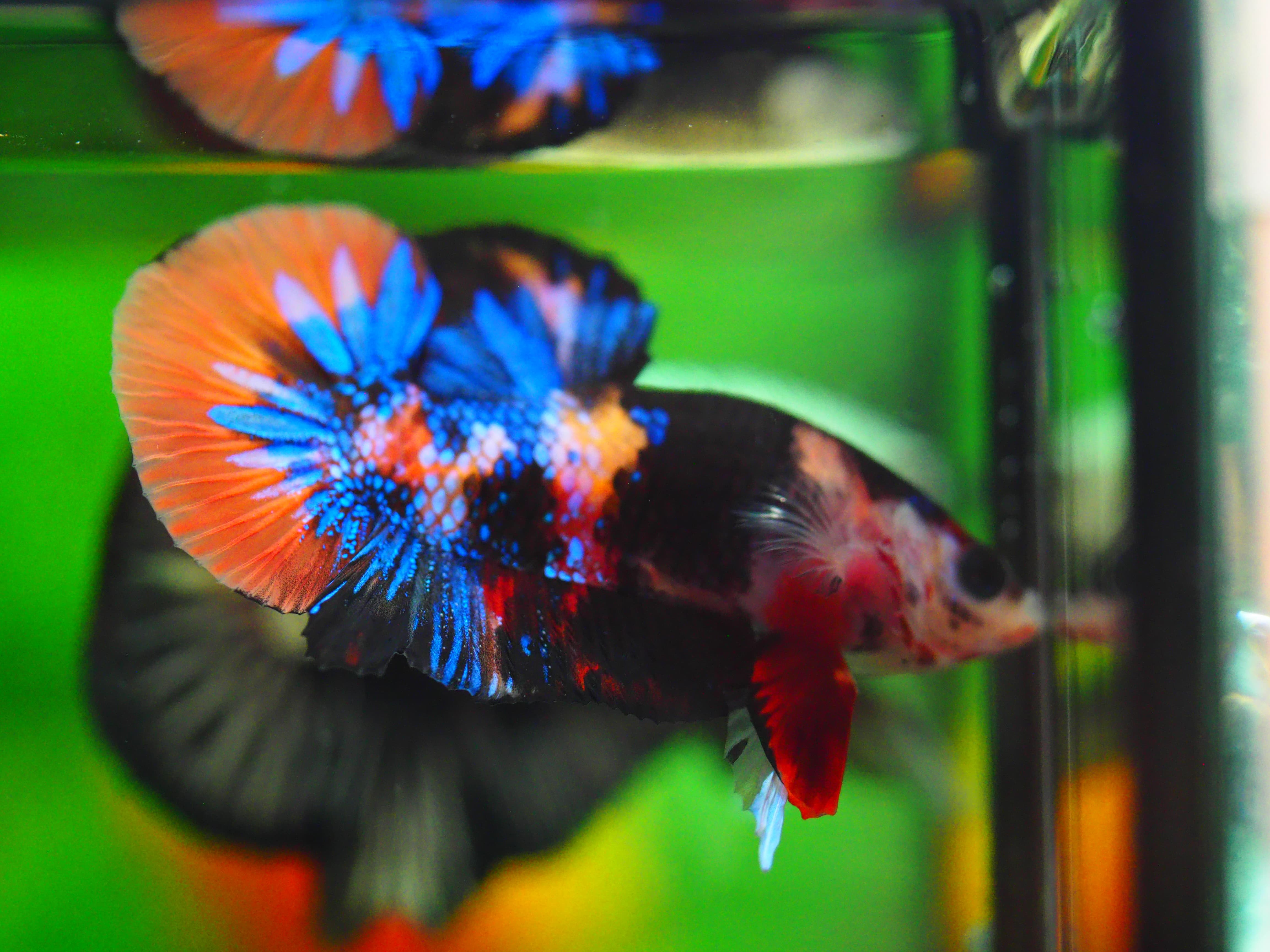 HMPK NEMO GALAXY MALE GRADE A++