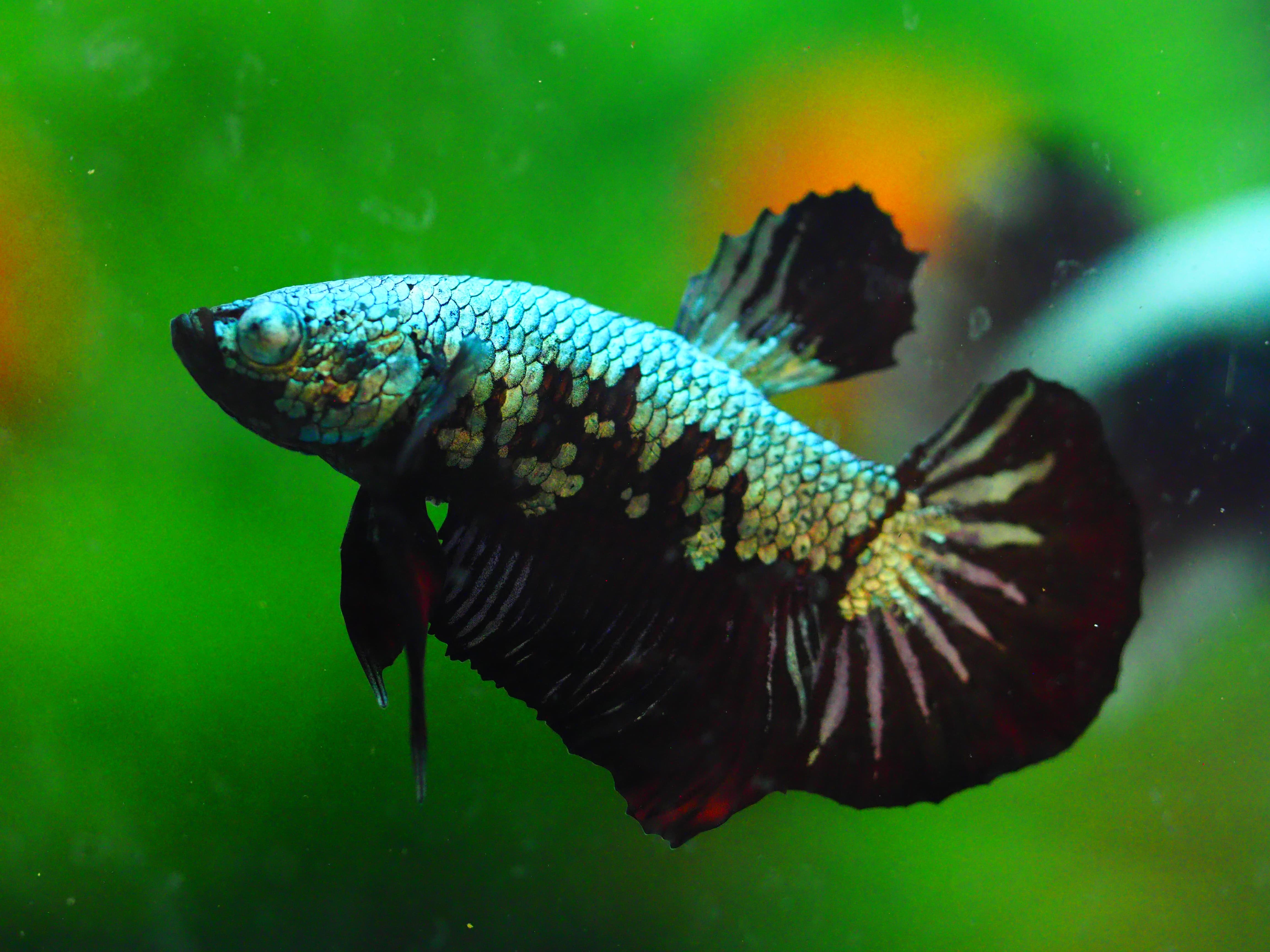 HMPK BLACK DRAGON MALE