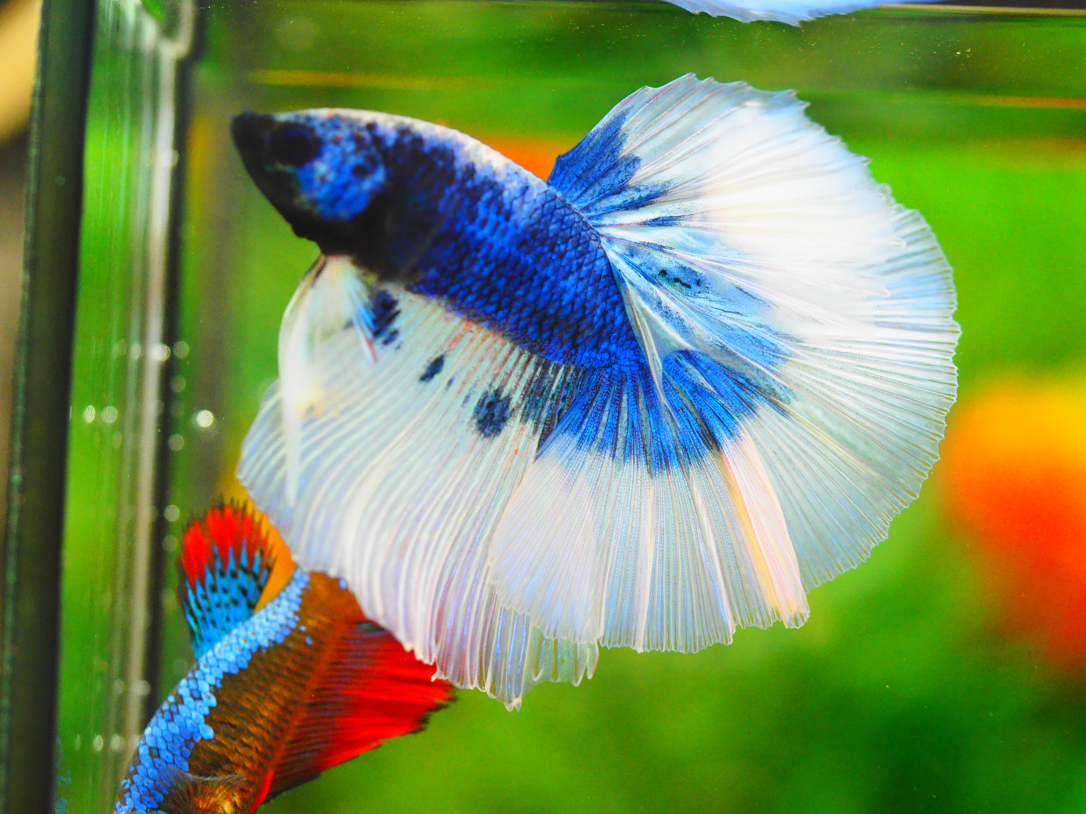 HM FANCY MALE GRADE A++