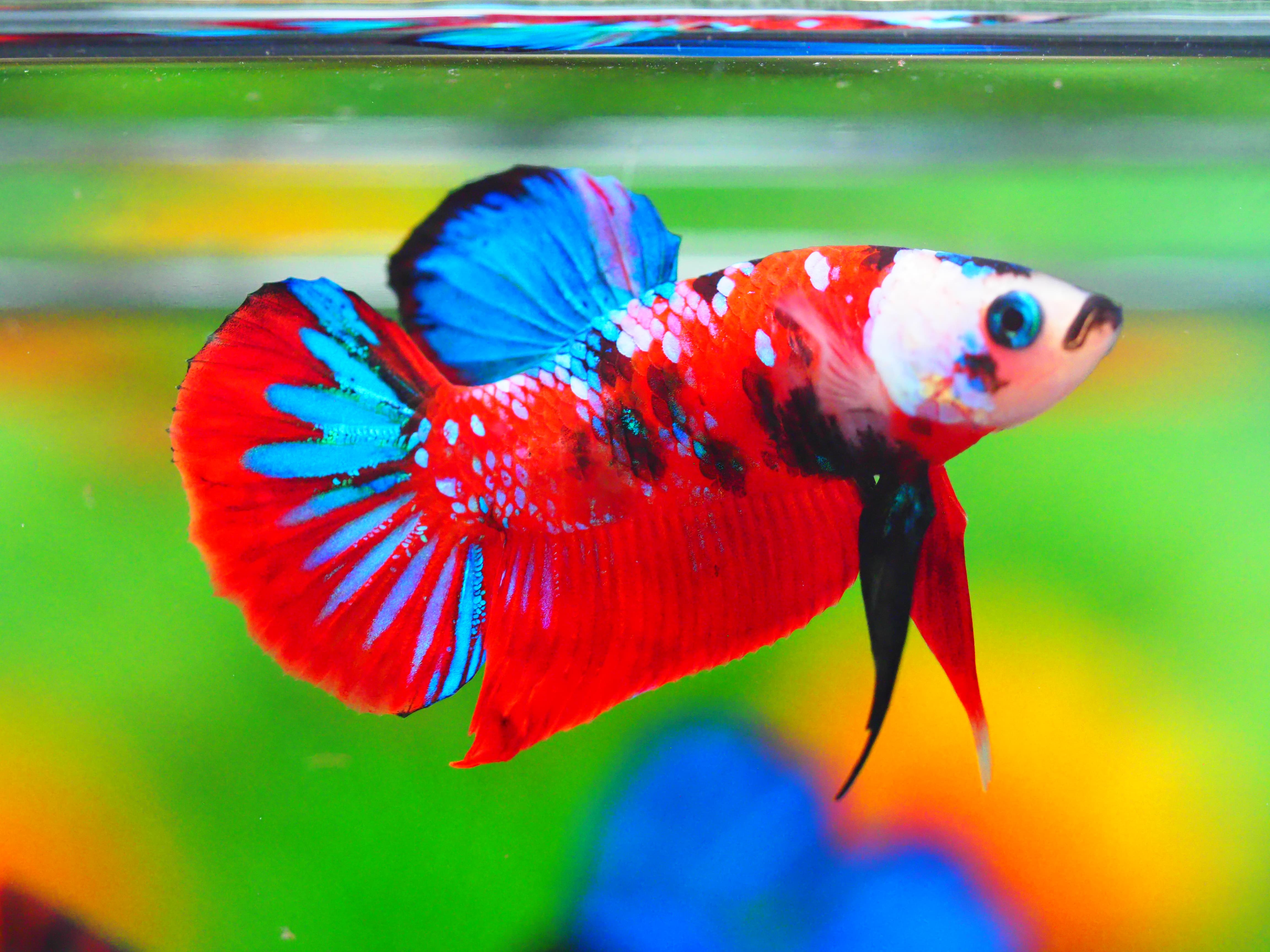 HMPK KOI GALAXY MALE GRADE A +++