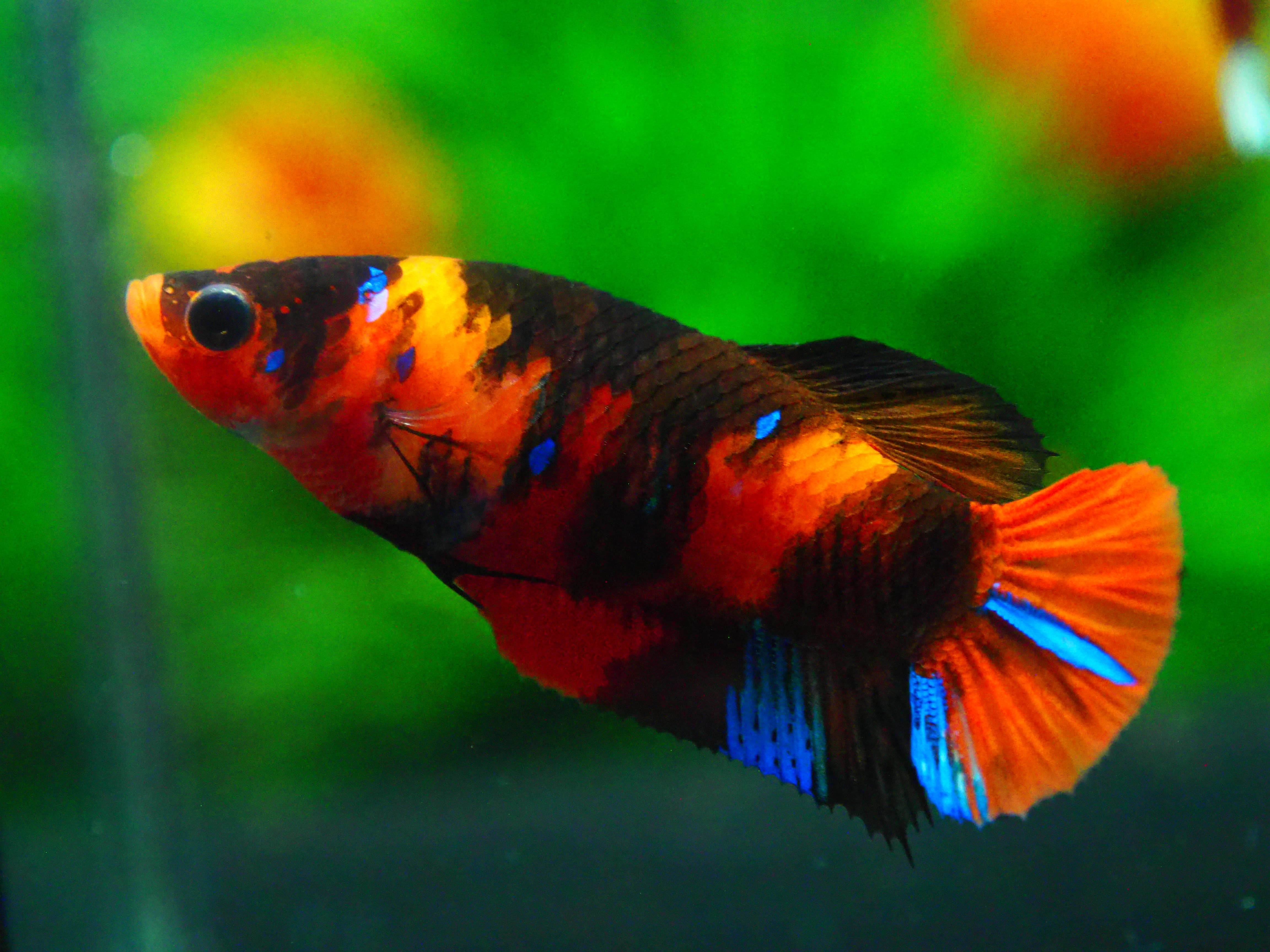 HMPK NEMO GALAXY FN MALE GRADE A +++