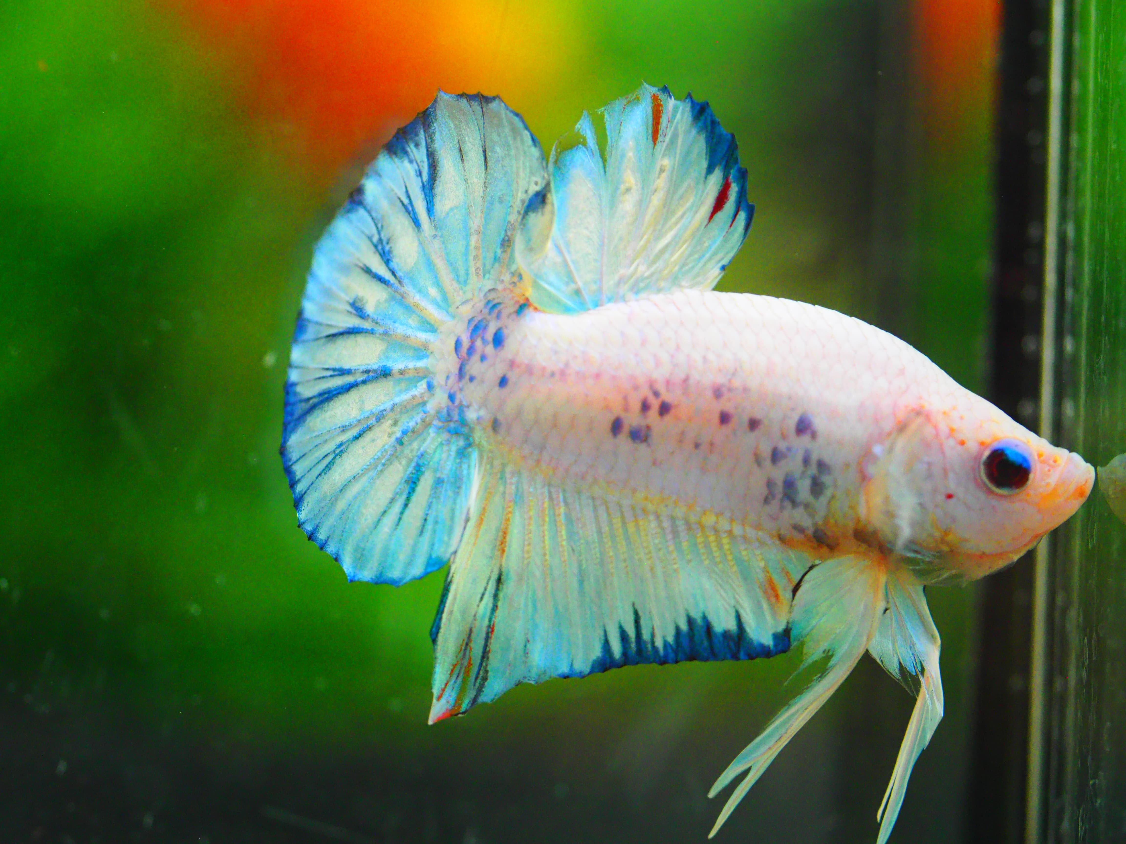 HMPK FANCY MALE GRADE A +++