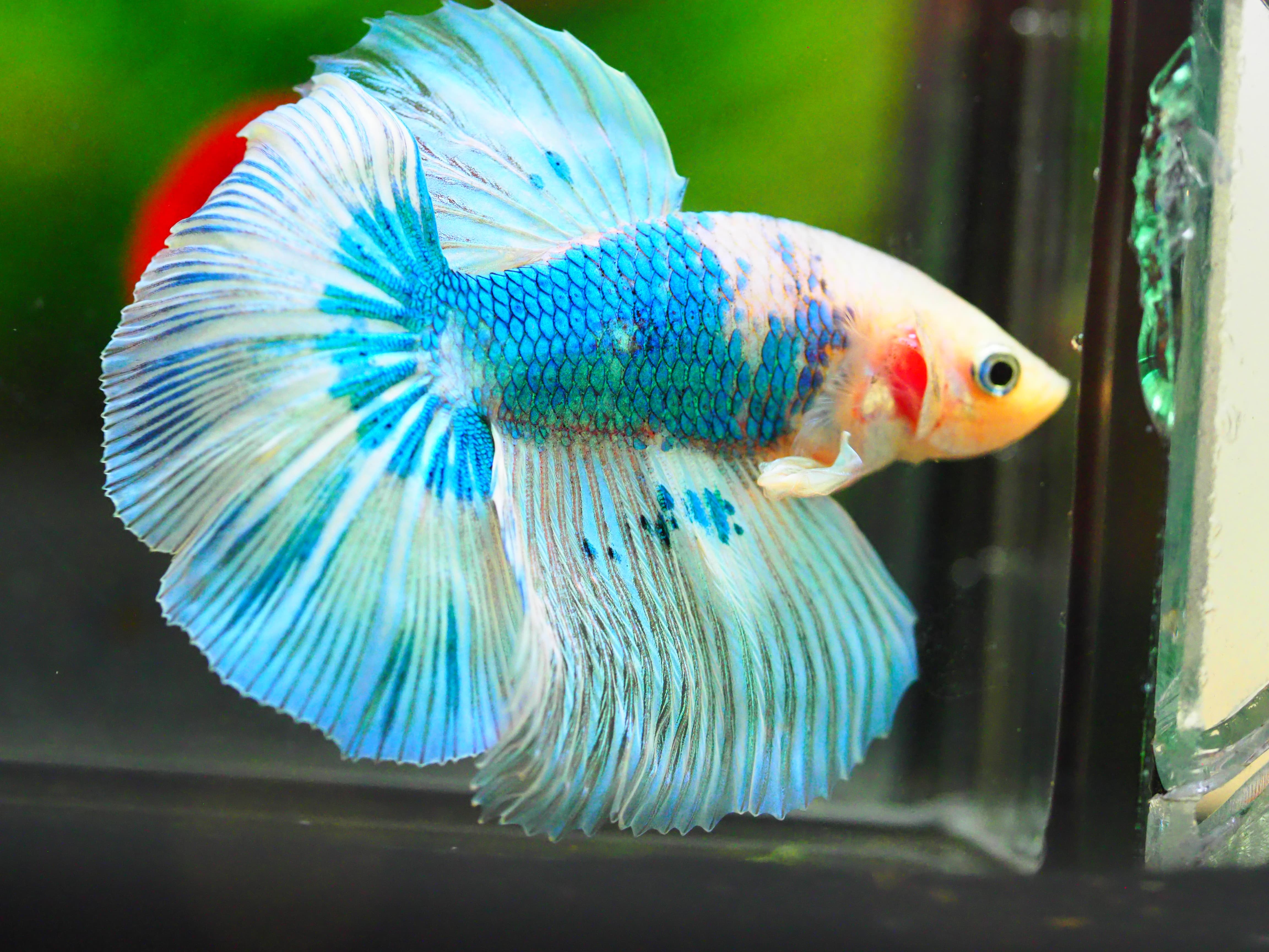 HM FANCY MALE GRADE A +++