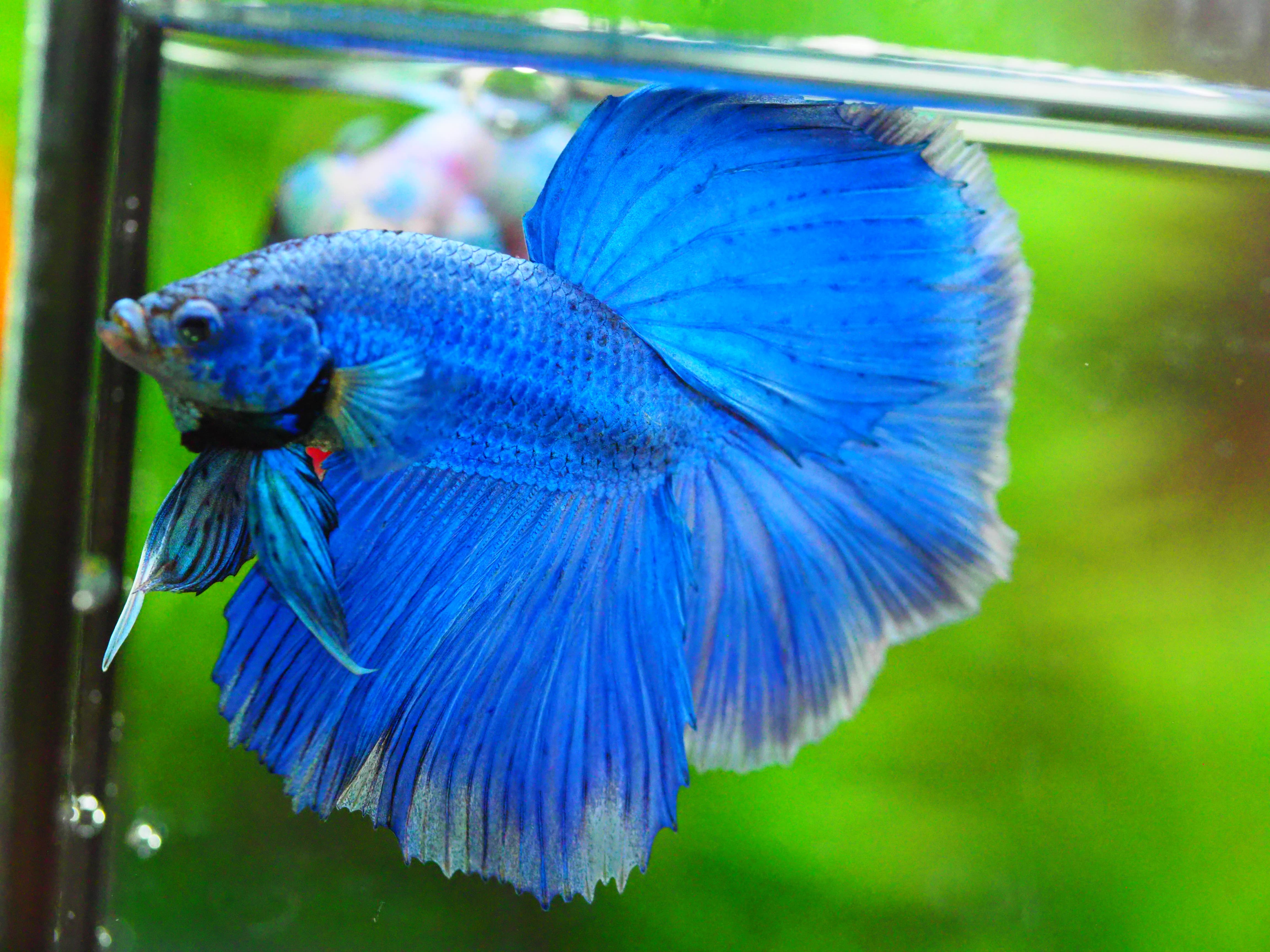 HM FANCY MALE GRADE A +++