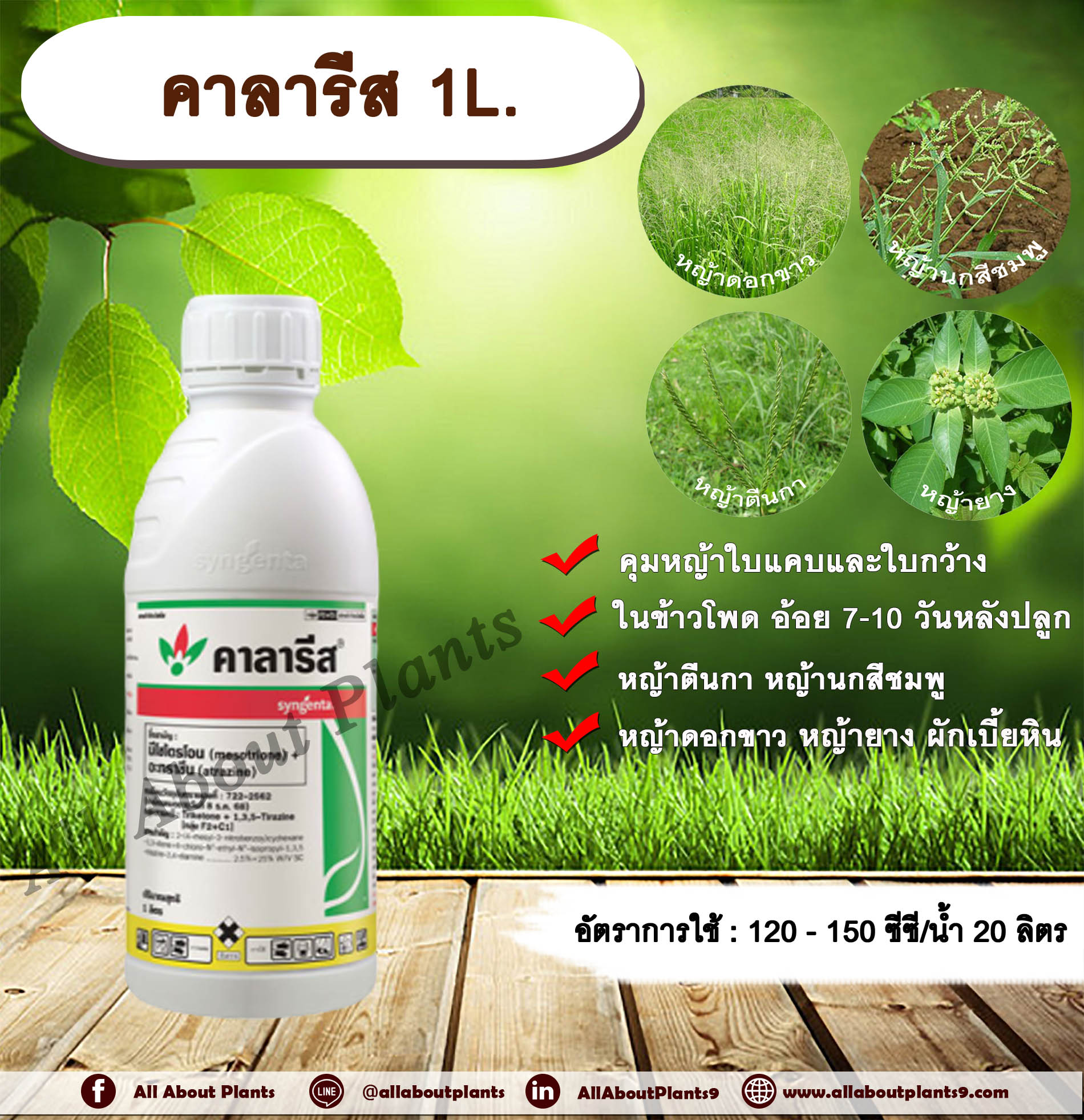 คาลารีส 1L. มีโซไตรโอน + อะทราซีน สารคุมวัชพืช สารกำจัดวัชพืช ใบแคบ ใบกว้าง หญ้าตีนกา หญ้านกสีชมพู หญ้าดอกขาว หญ้ายาง ผักเบี้ยใหญ่ ผักเบี้ยหิน ซินเจนทา allaboutplants ชิ้น