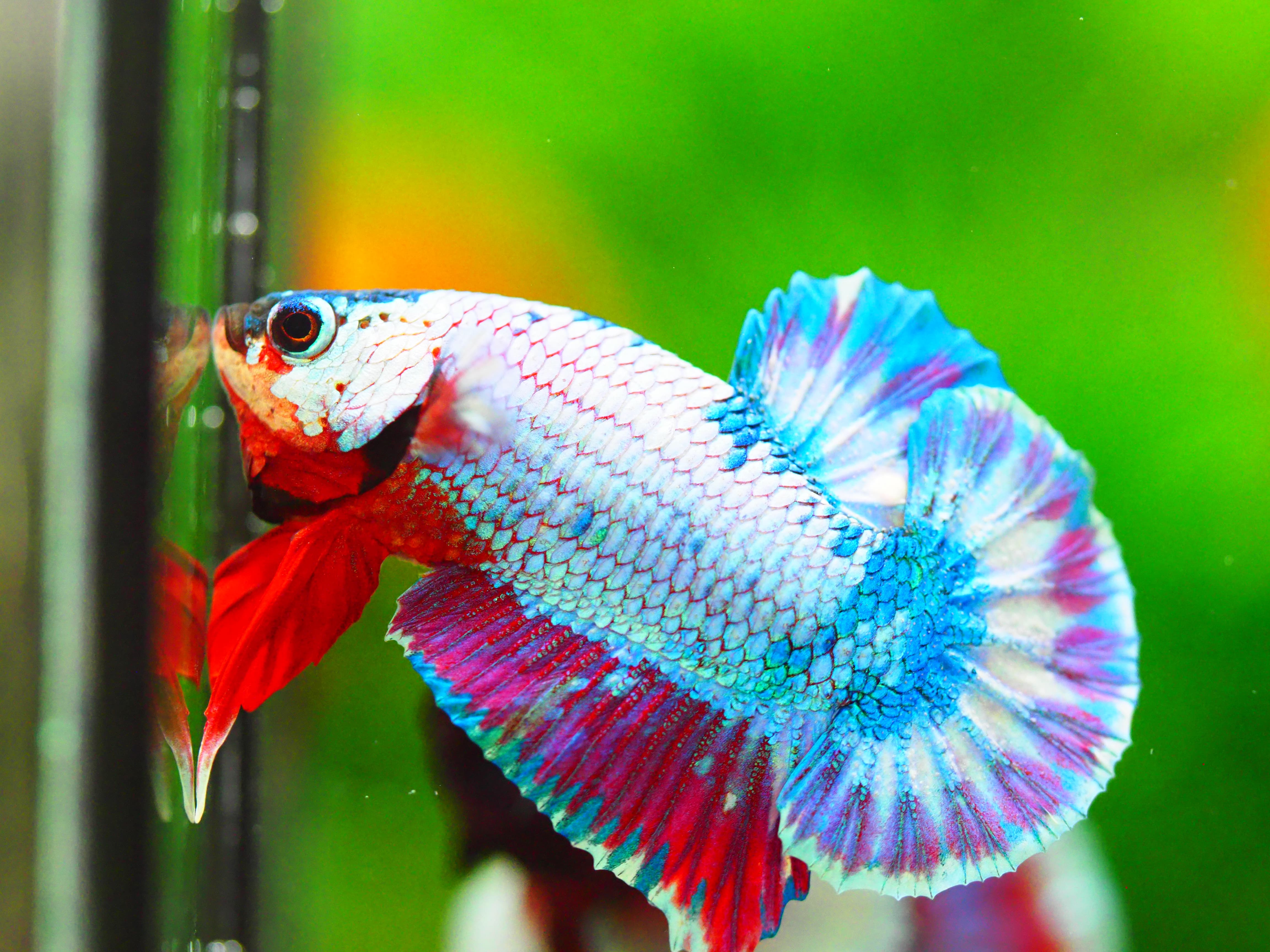 HMPK FANCY MALE GRADE A +++