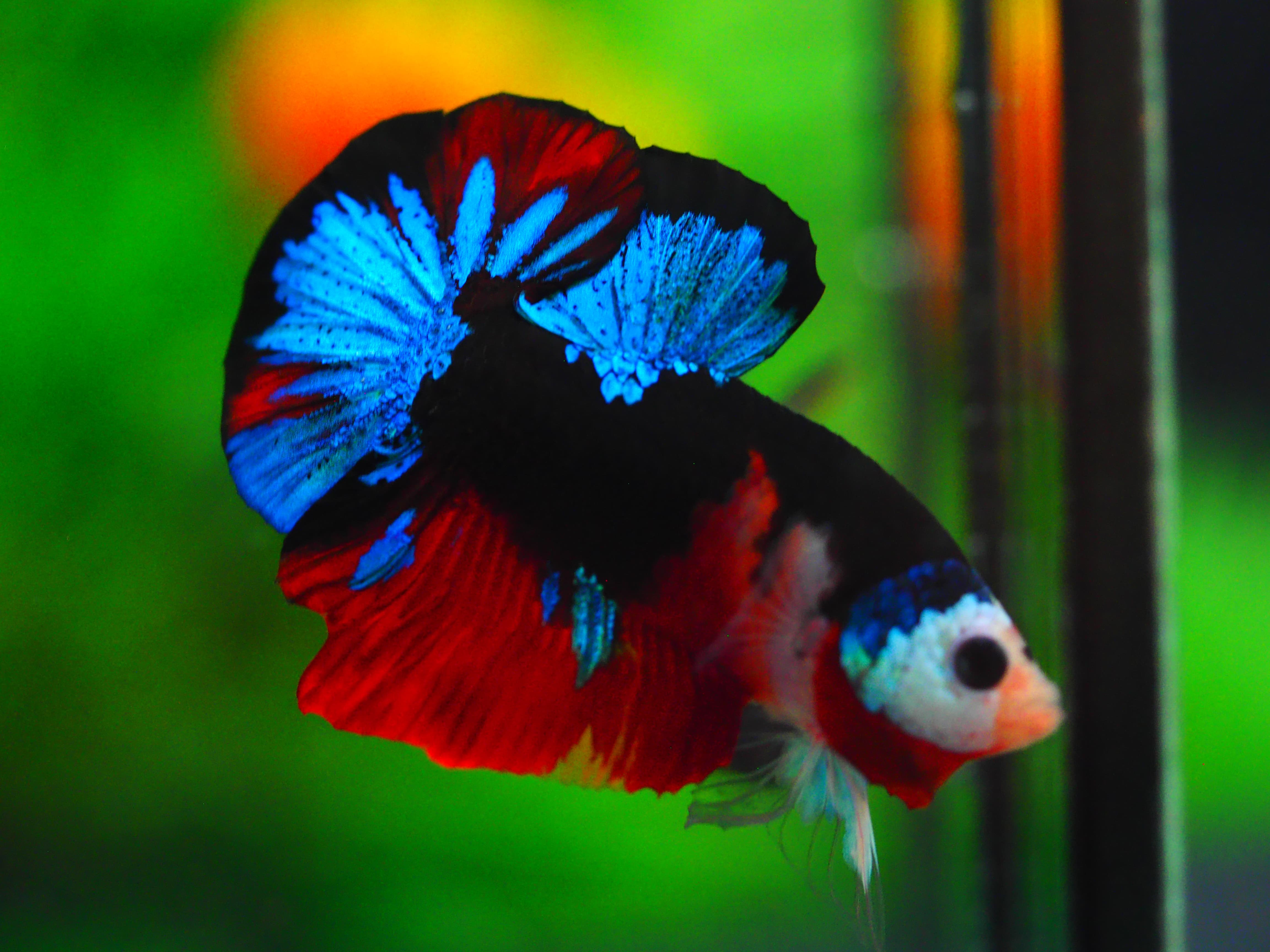 HMPK KOI GALAXY MALE GRADE A +++