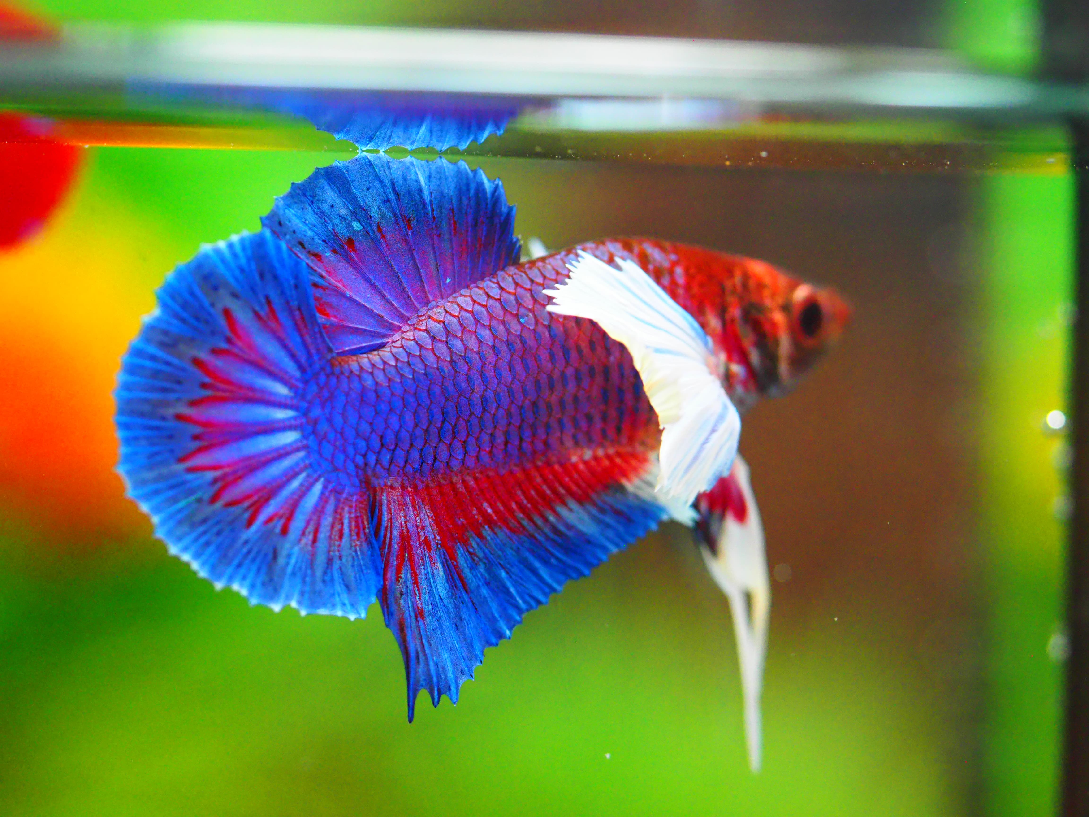 HMPK DUMBO MALE GRADE A +++