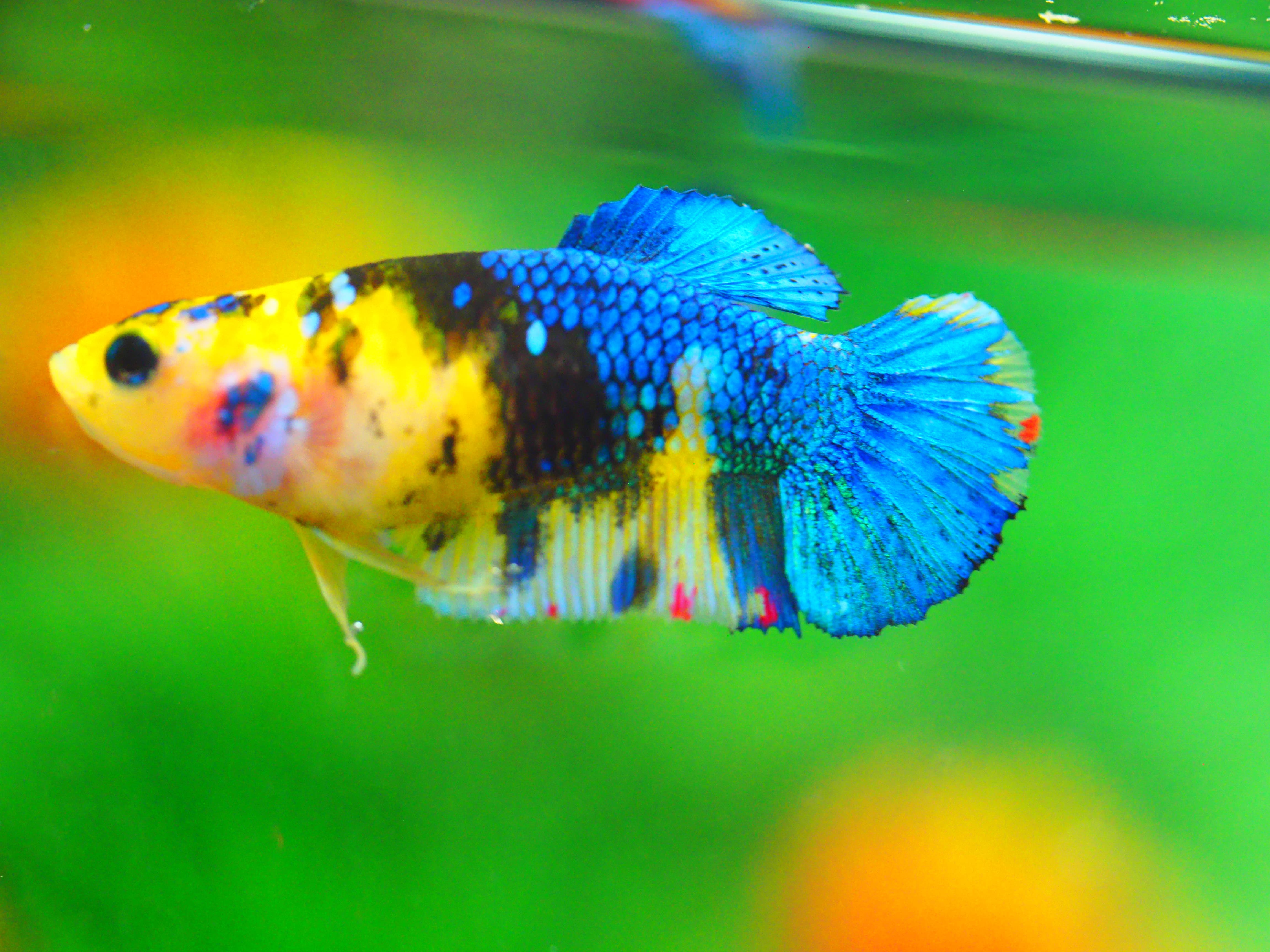 HMPK KOI YELLOW FEMALE GRADE A +++