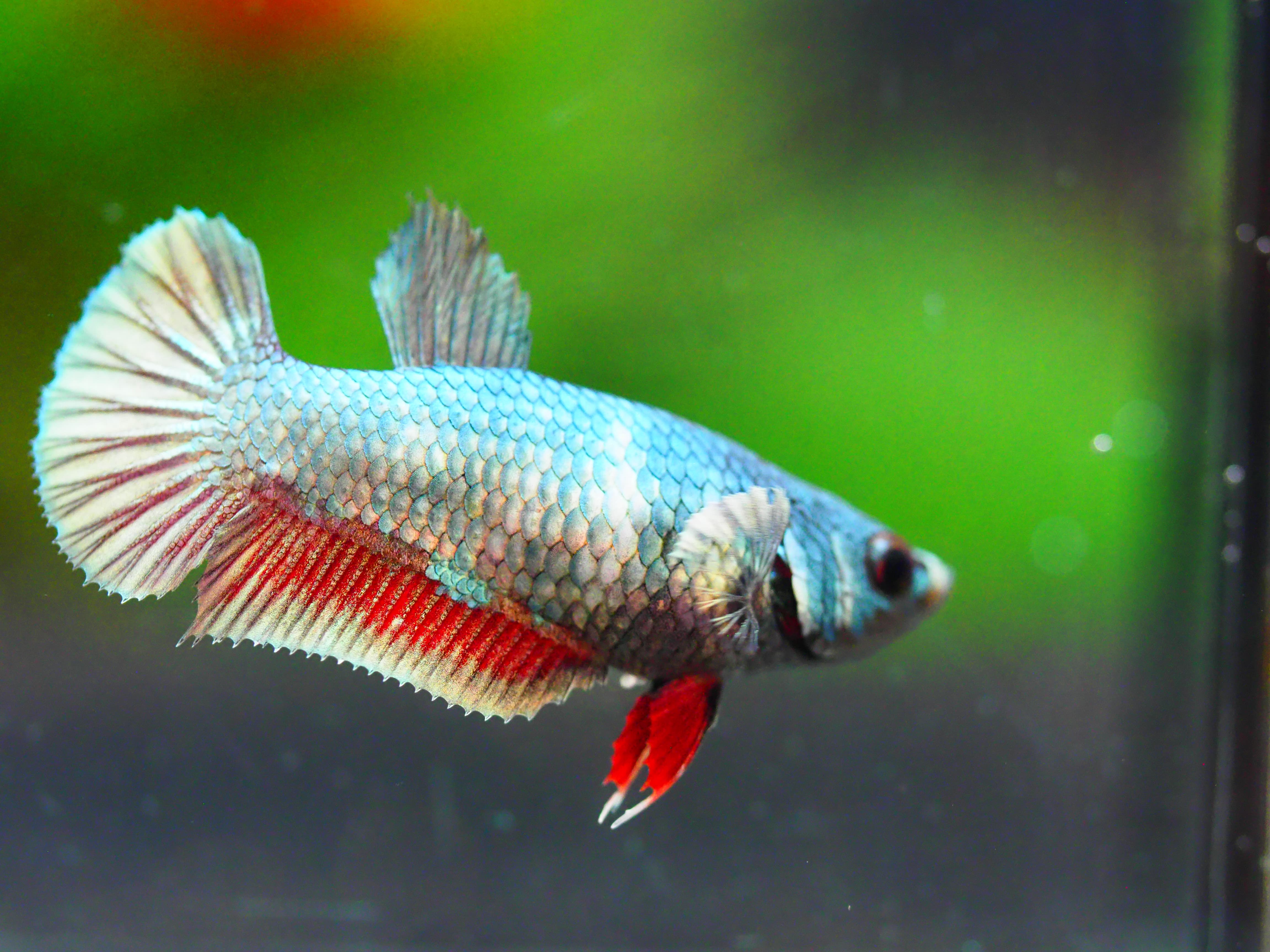 HHMPK COPPER FNMALE GRADE A +++