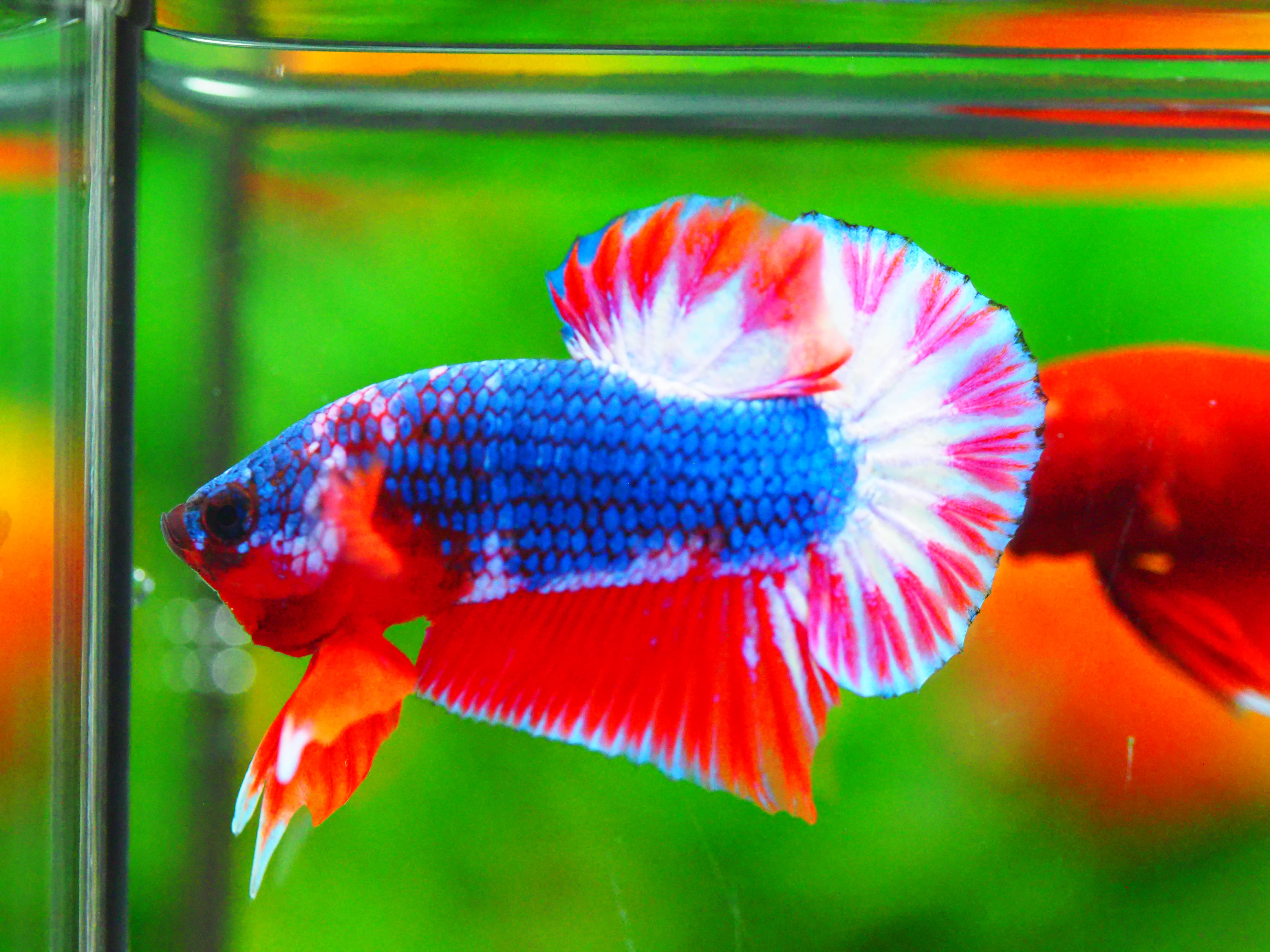 HMPK THAILAND MALE GRADE A +++++