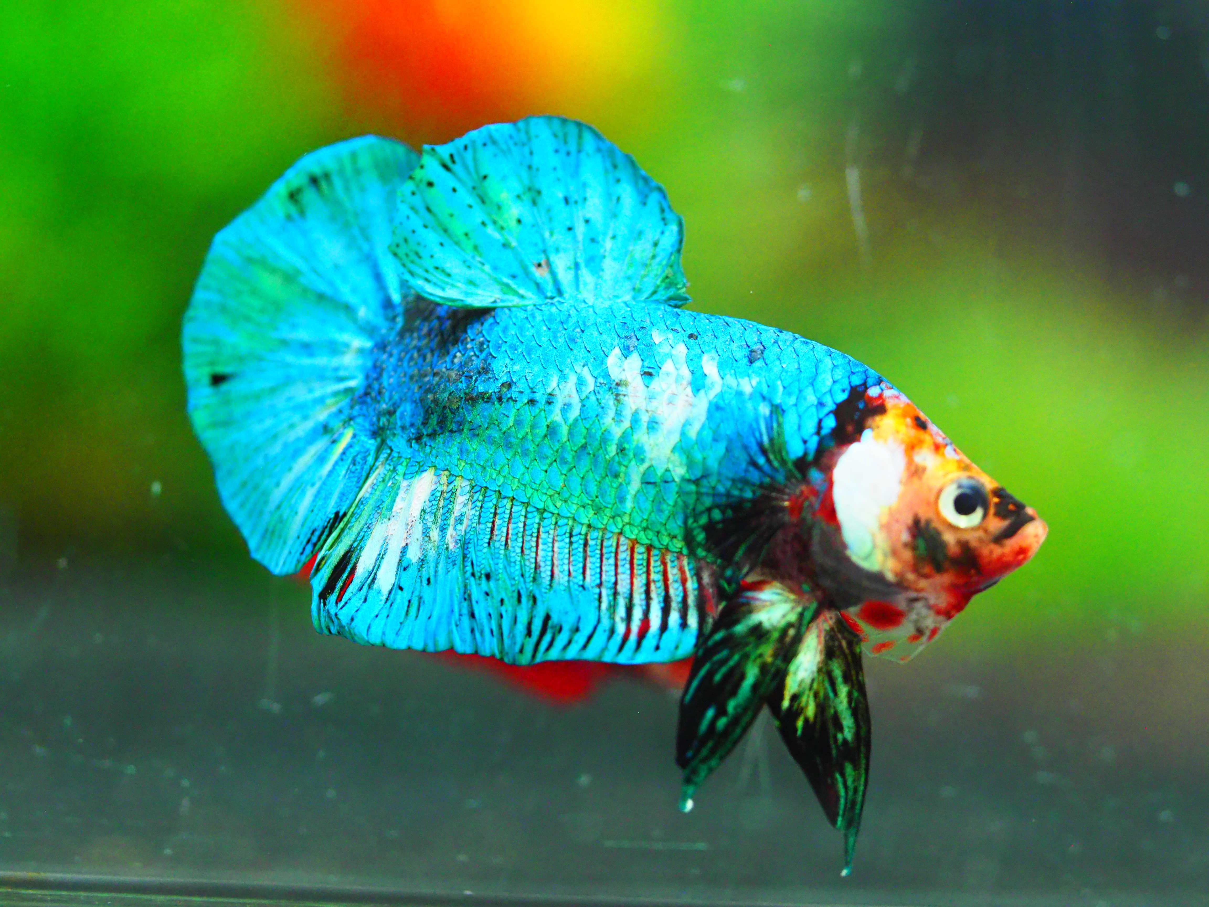 HMPK KOI GALAXY MALE GRADE A +++