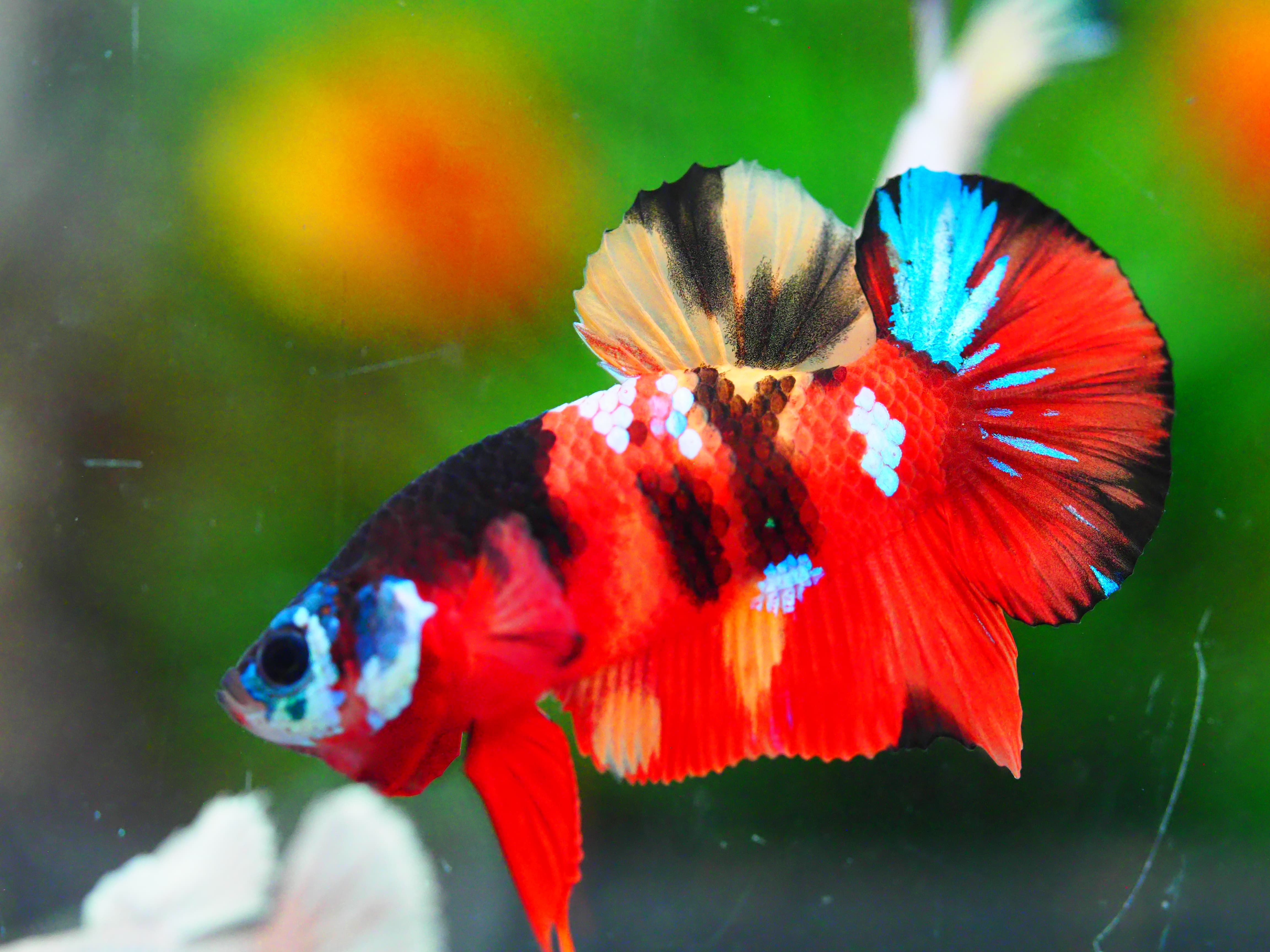 HMPK NEMO GALAXY MALE GRADE A +++