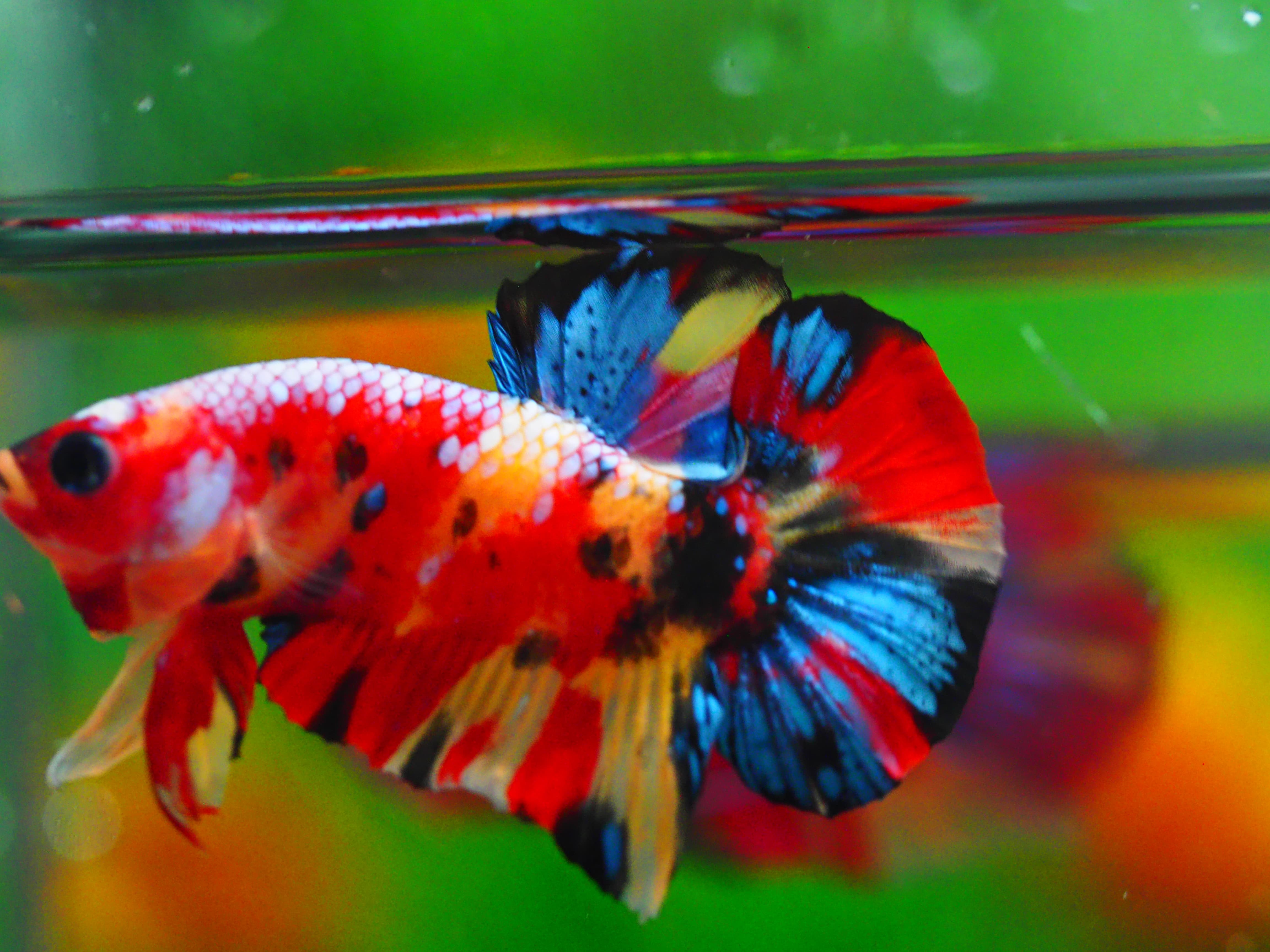 HMPK NEMO MALE GRADE A++