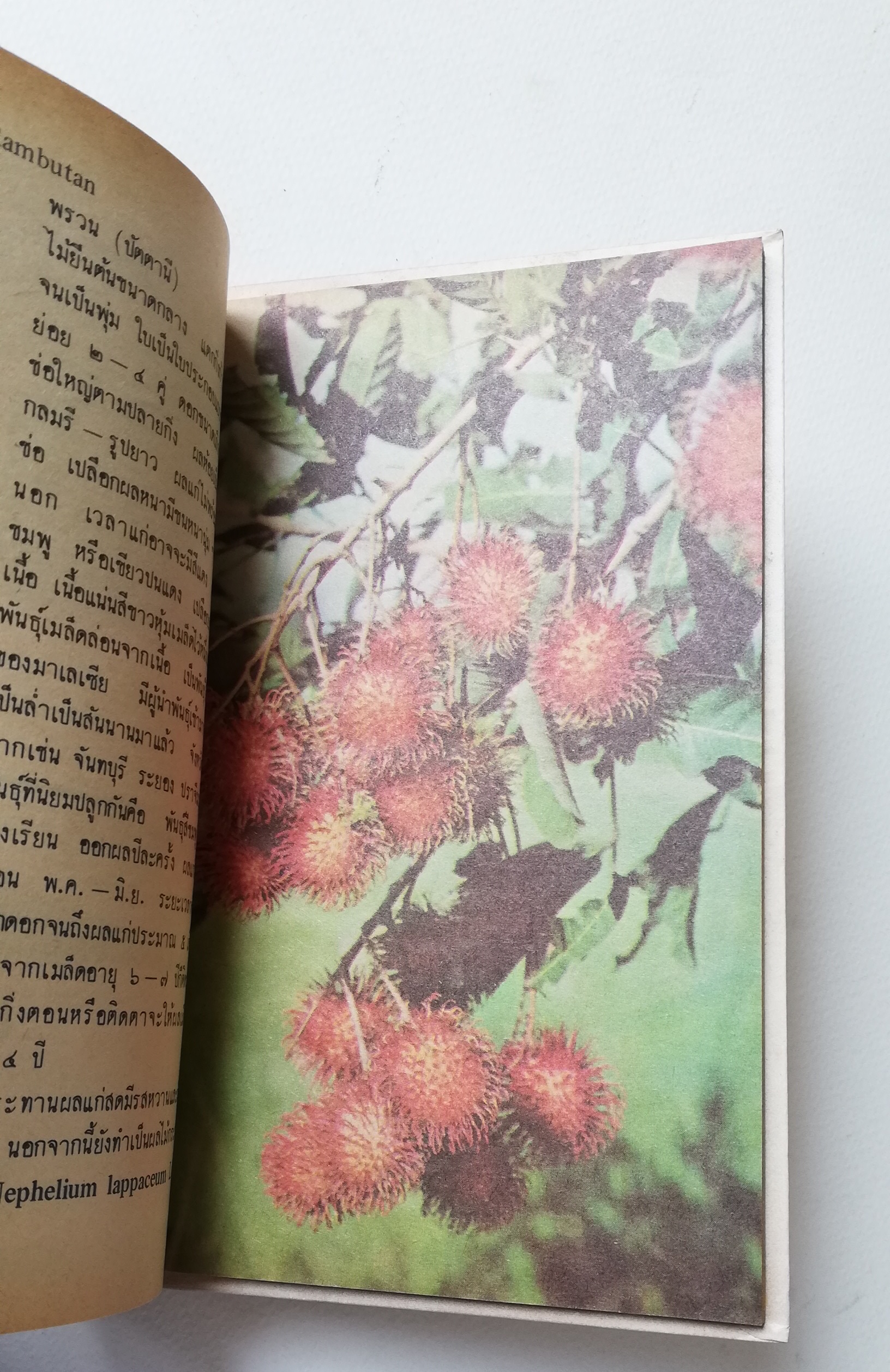 มีหลายภาพ, หนังสือชุดความรู้ไทยขององค์การค้าคุรุสภา "ผลไม้เมืองไทย" โดย ทวีศักดิ์ บุญเกิด พิมพ์ครั้งที่ 2 ปี 2527