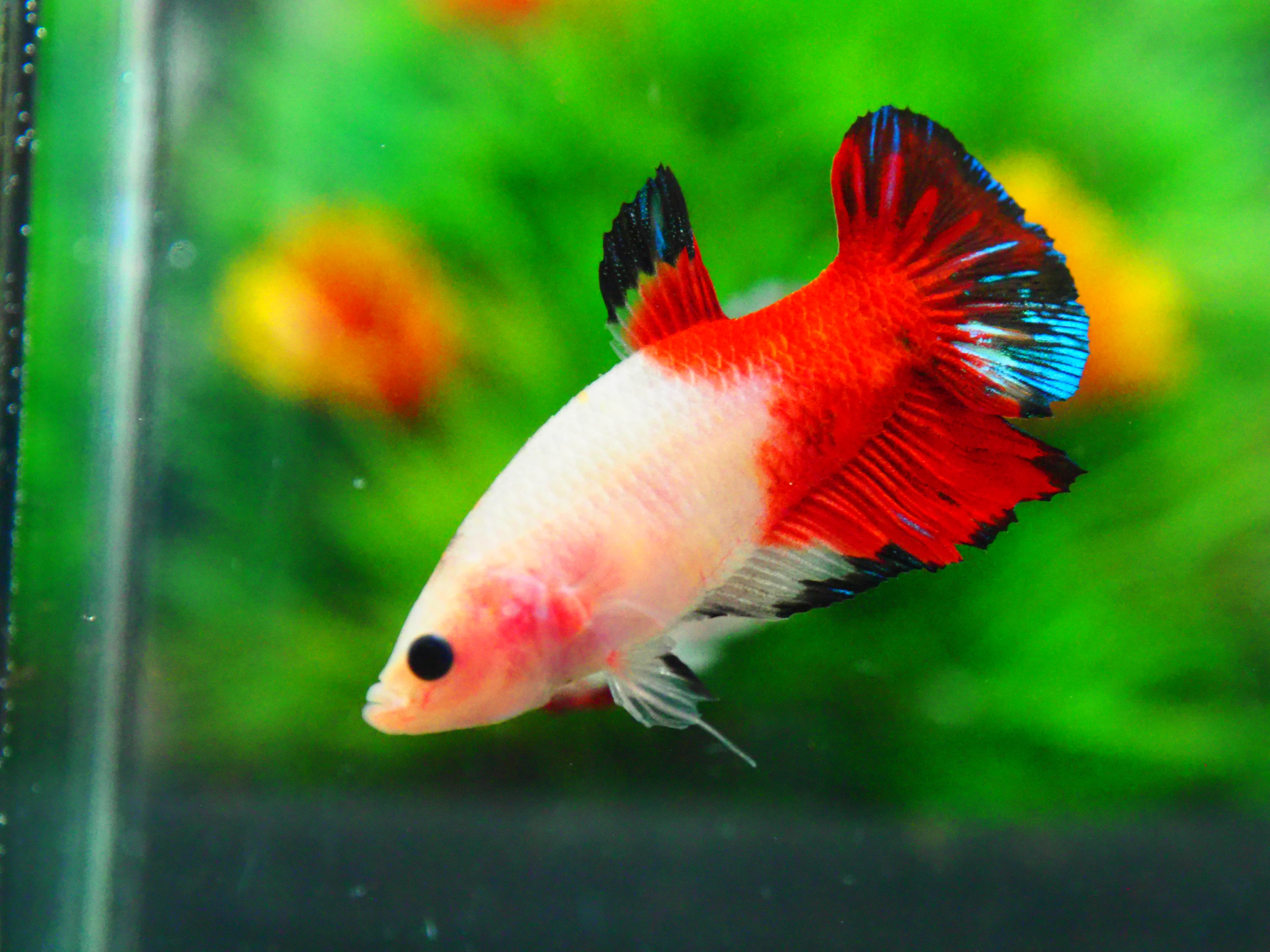 HMPK KOI GALAXY MALE GRADE A +++