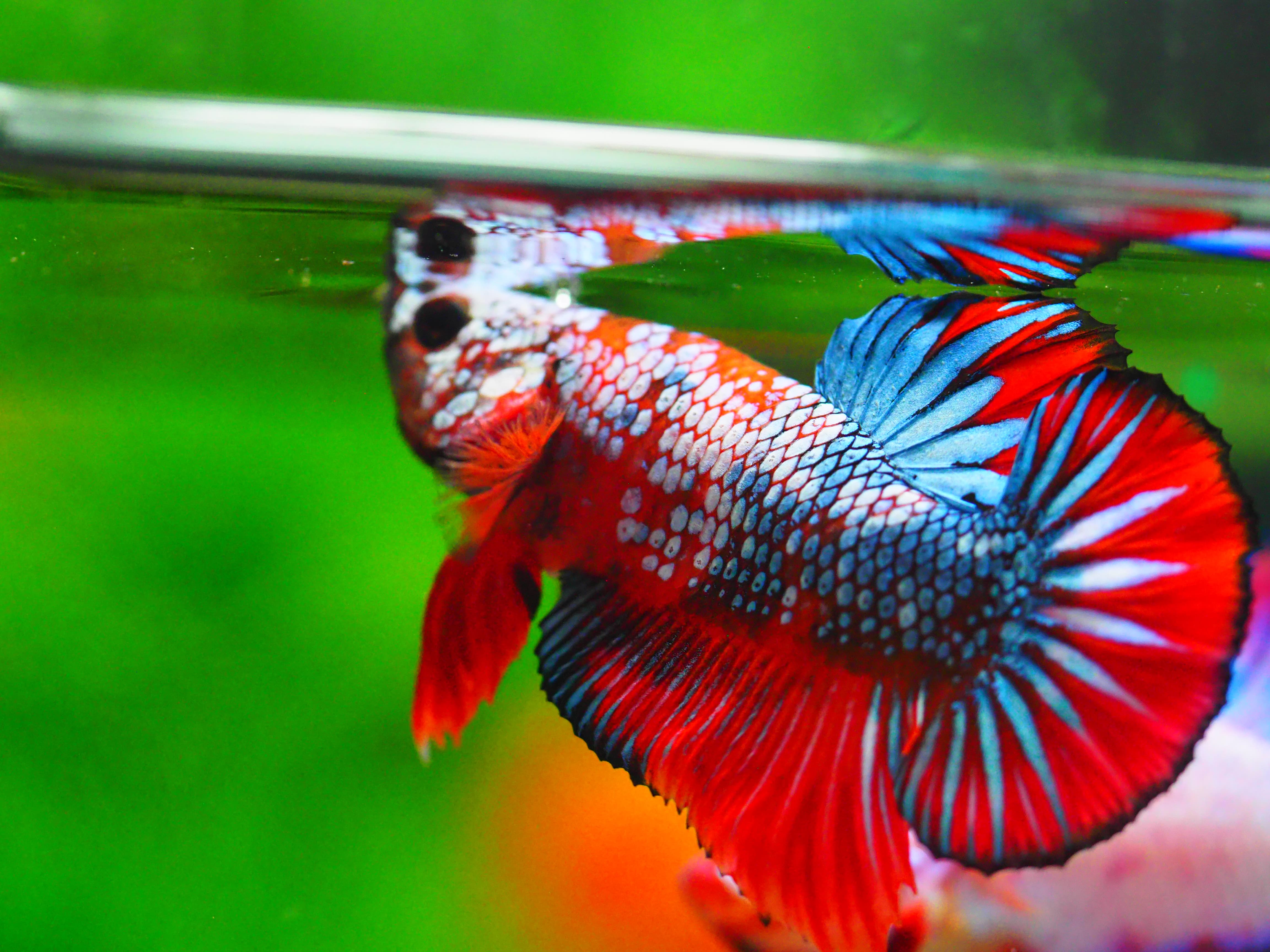 HMPK FANCY MALE GRADE A +++