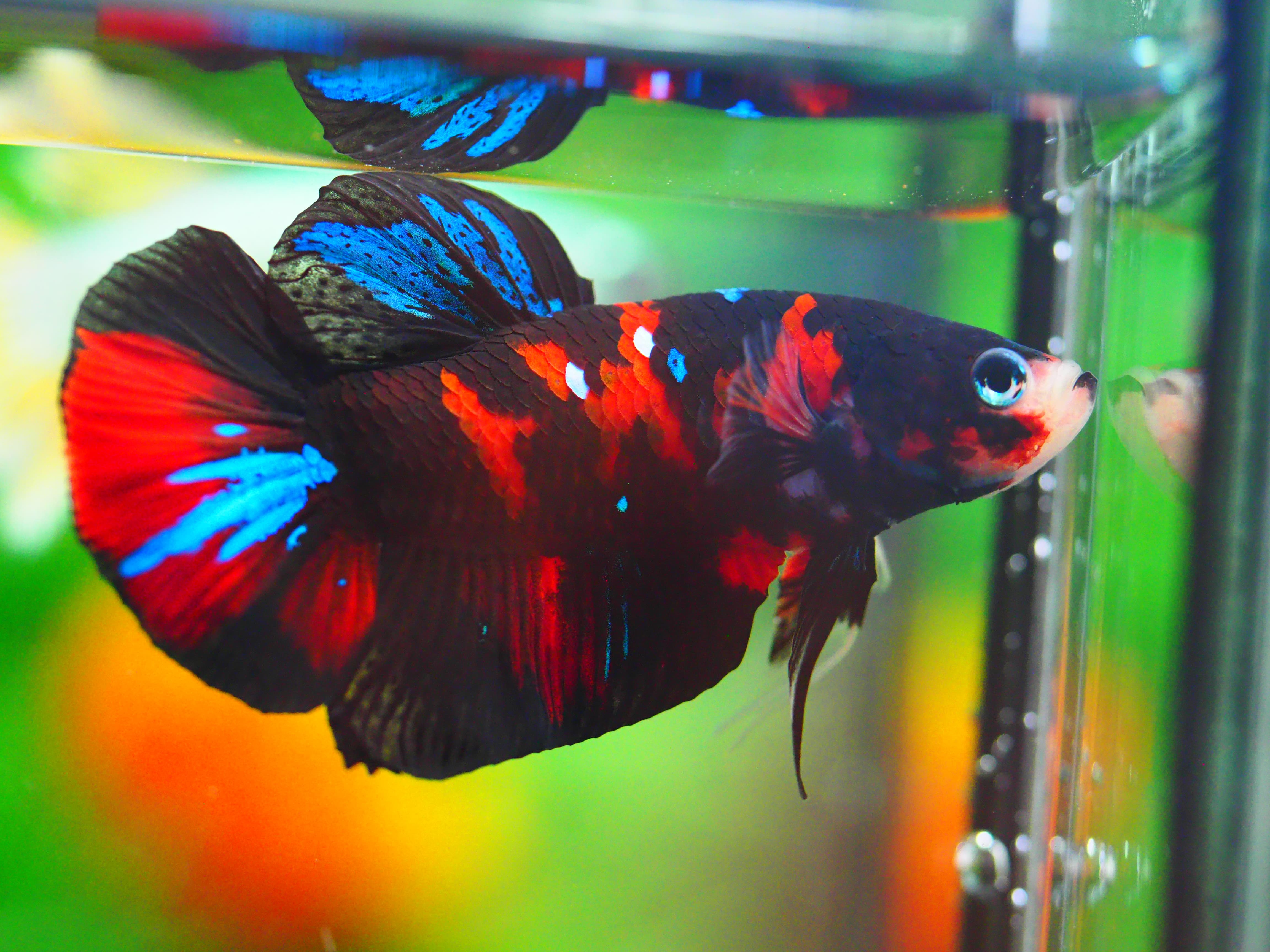 HMPK KOI GALAXY MALE GRADE A +++