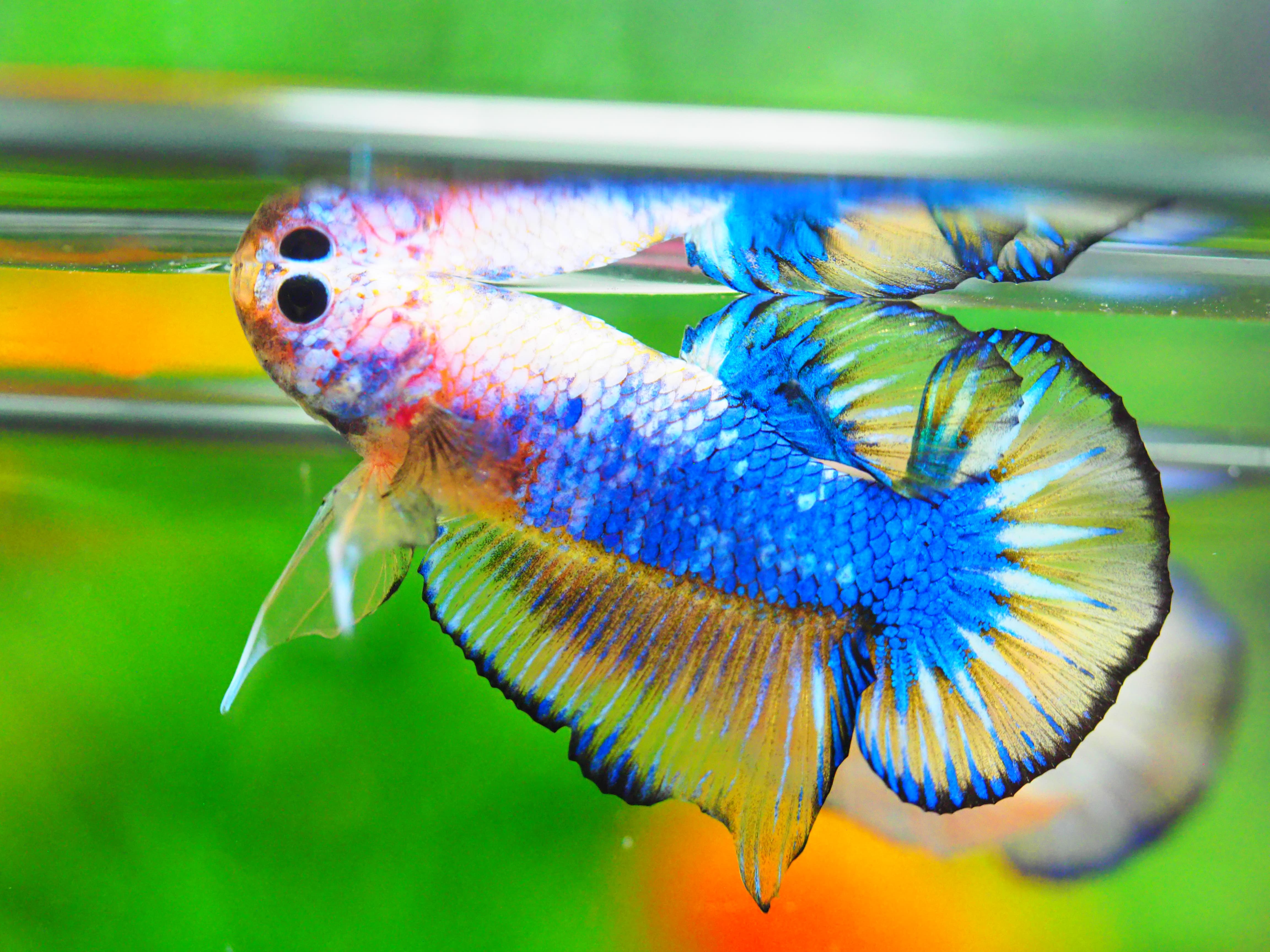 HMPK FANCY MALE GRADE A +++