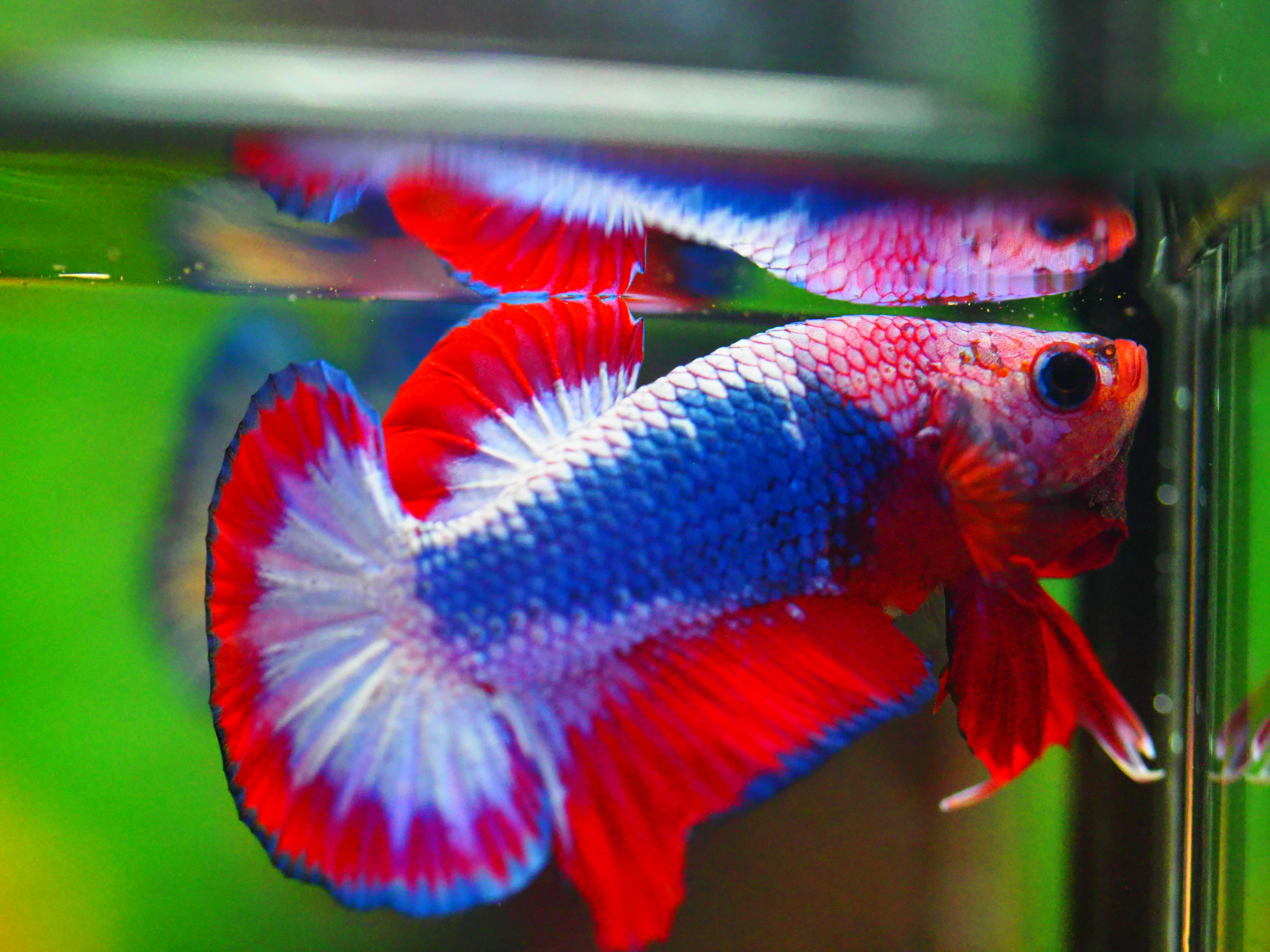 HMPK FANCY MALE GRADE A +++