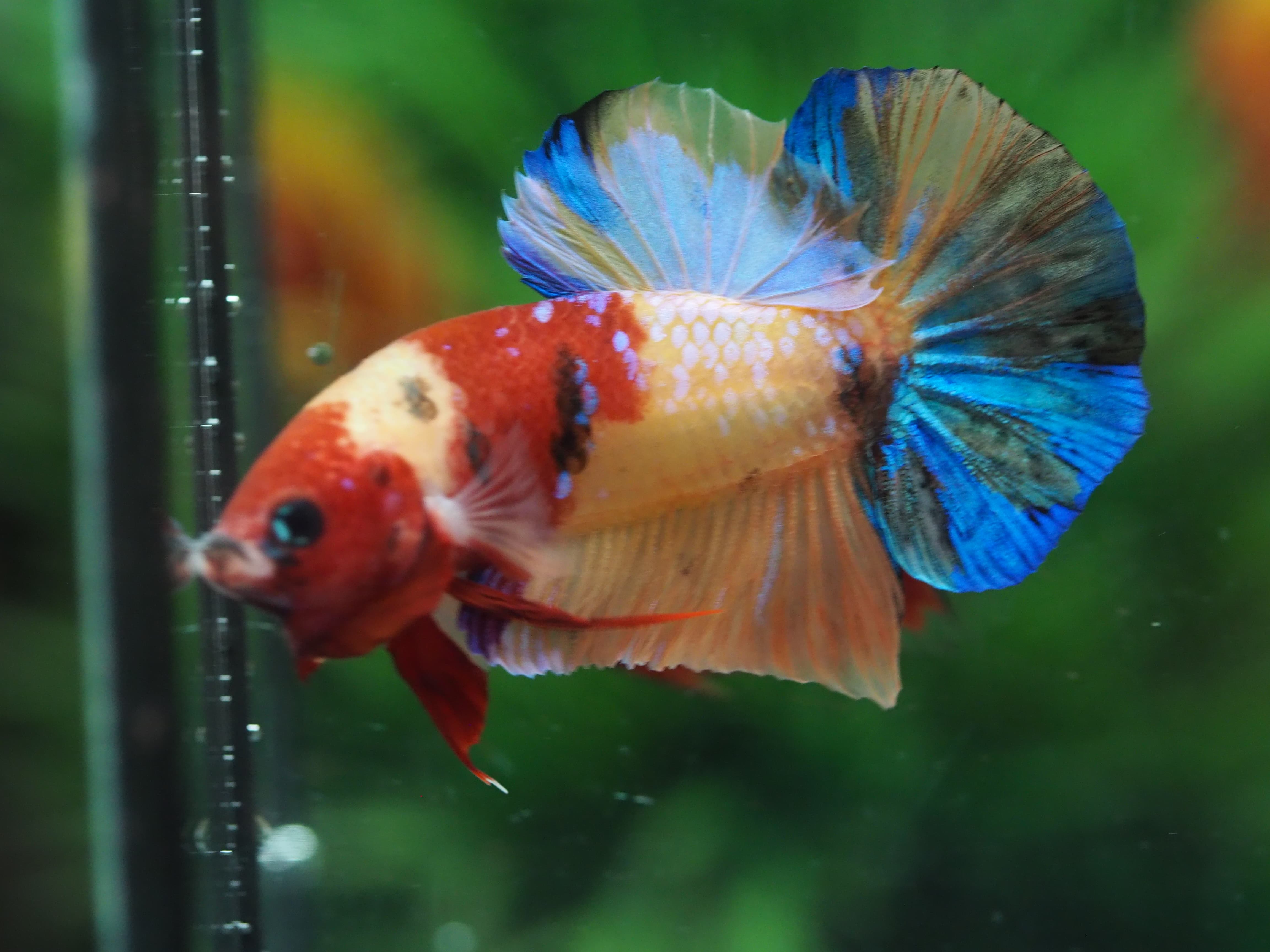 HMPK CANDY MALE GRADE A+